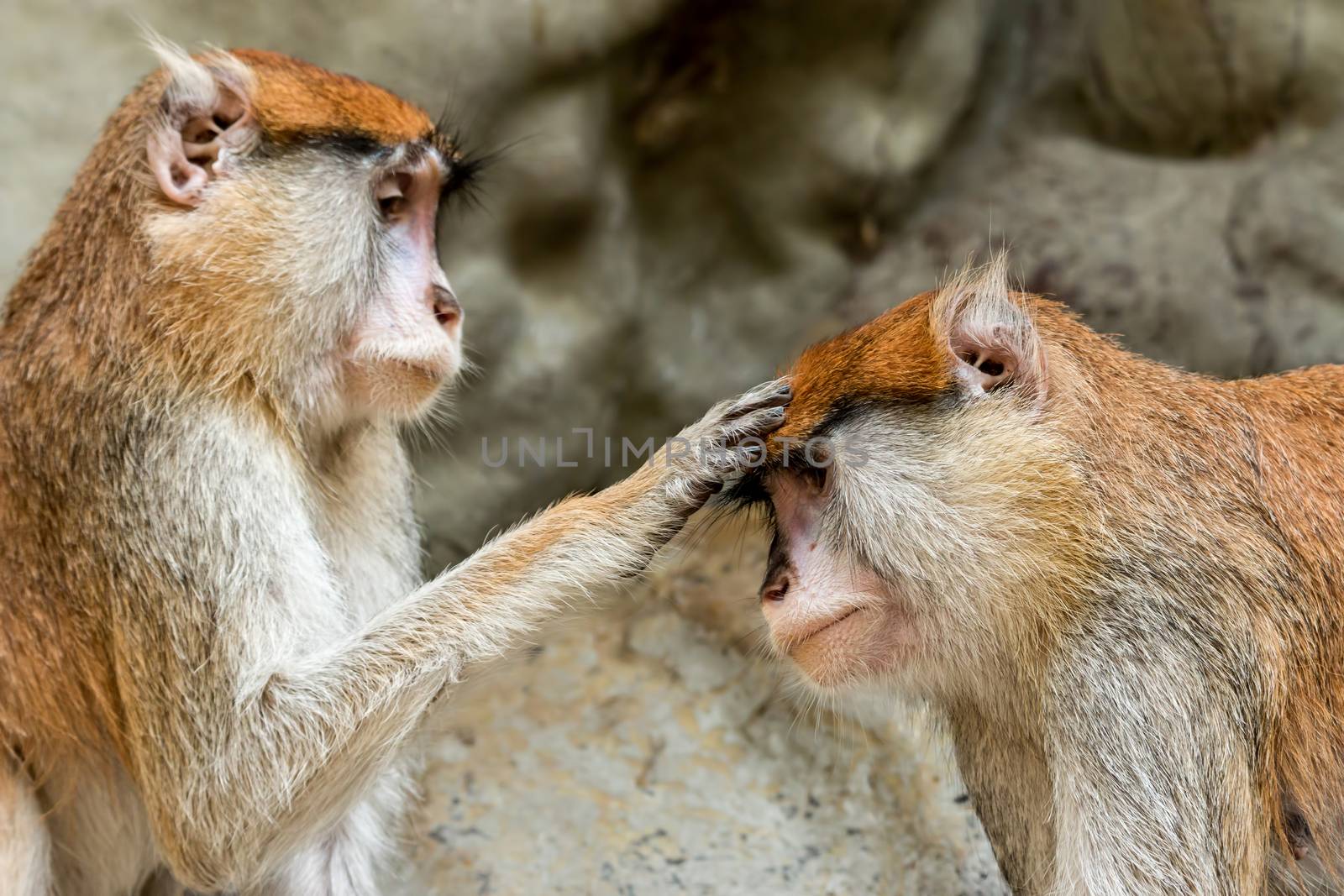 Blessing to the monkey ,Collared mangabeys ( Cercocebus torquatus torquatus )