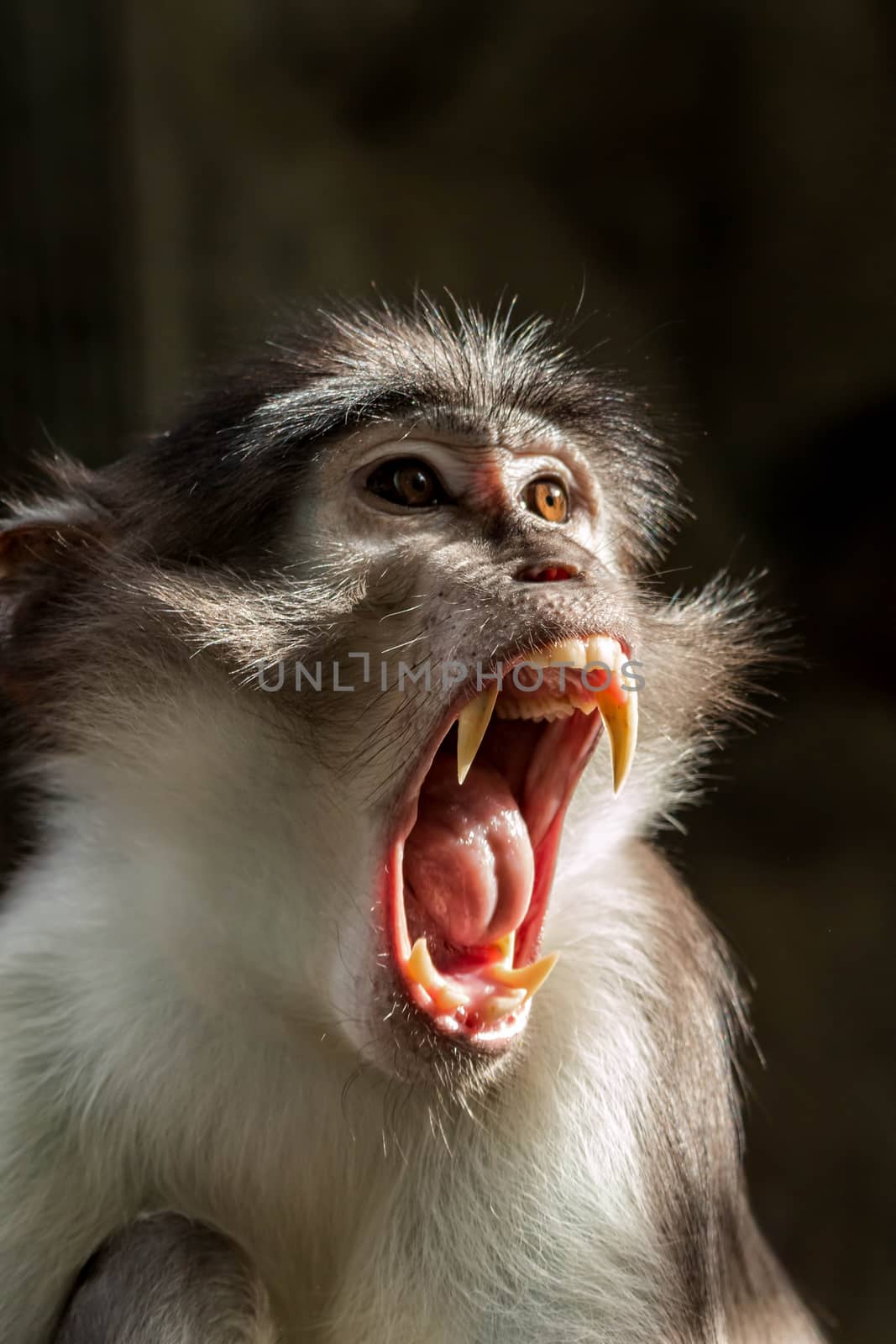 Angry monkey Sooty mangabey (Cercocebus atys lunulatus )