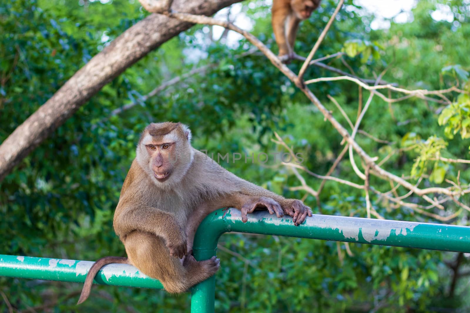 Macaque monkey living in the forest  at Rang hill public park and viewpoint in Phuket town