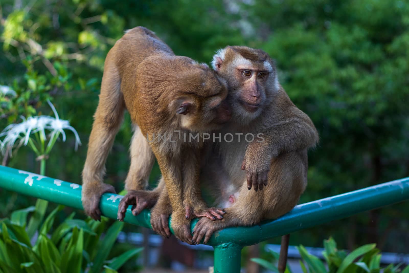 Macaque monkey living in the forest  at Rang hill public park an by Khankeawsanan