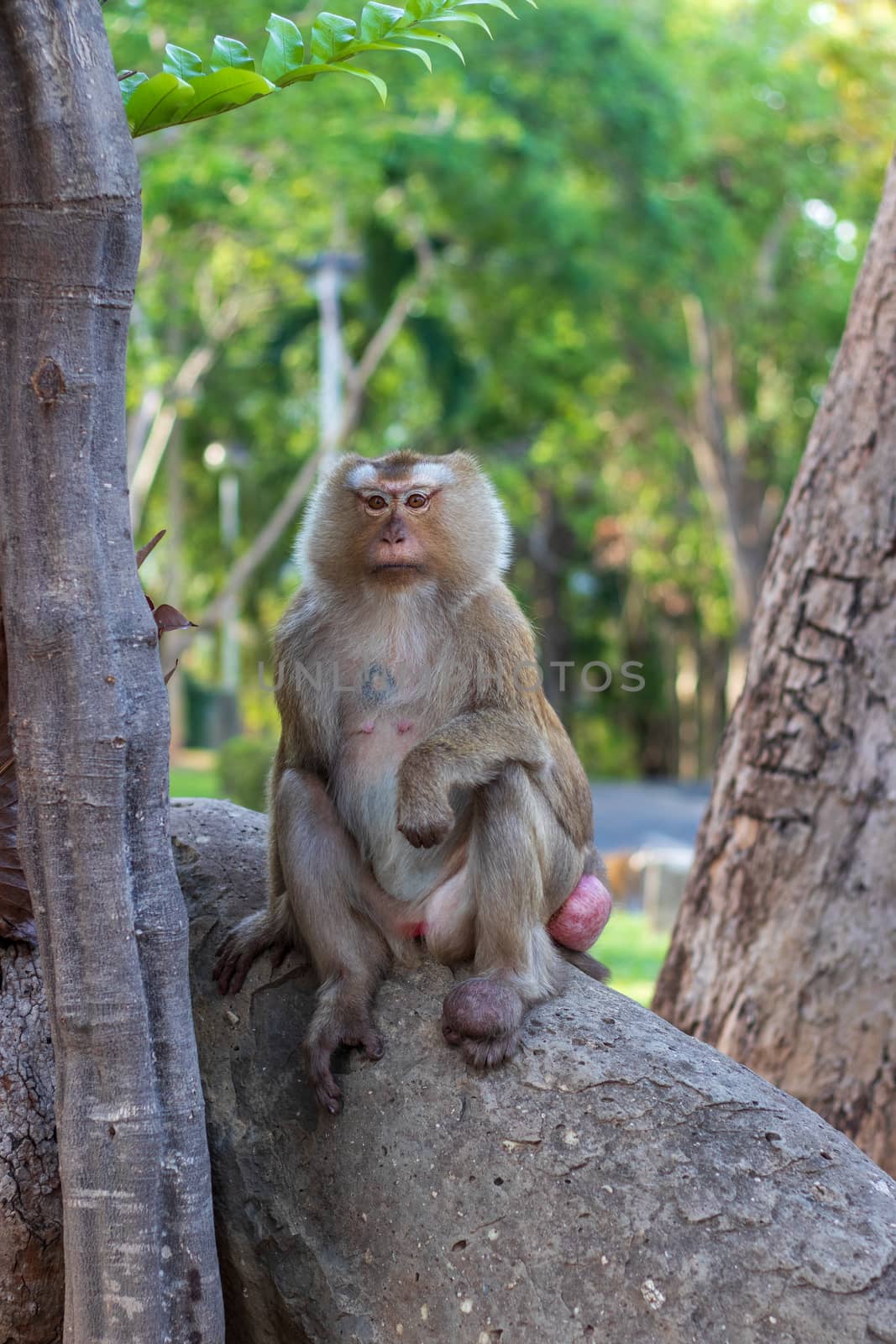 Macaque monkey living in the forest  at Rang hill public park an by Khankeawsanan