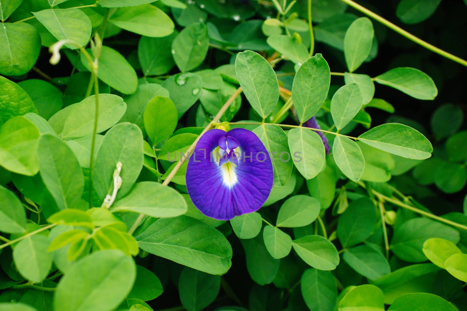 blooming purple butterfly pea flower on green leaf background by Khankeawsanan