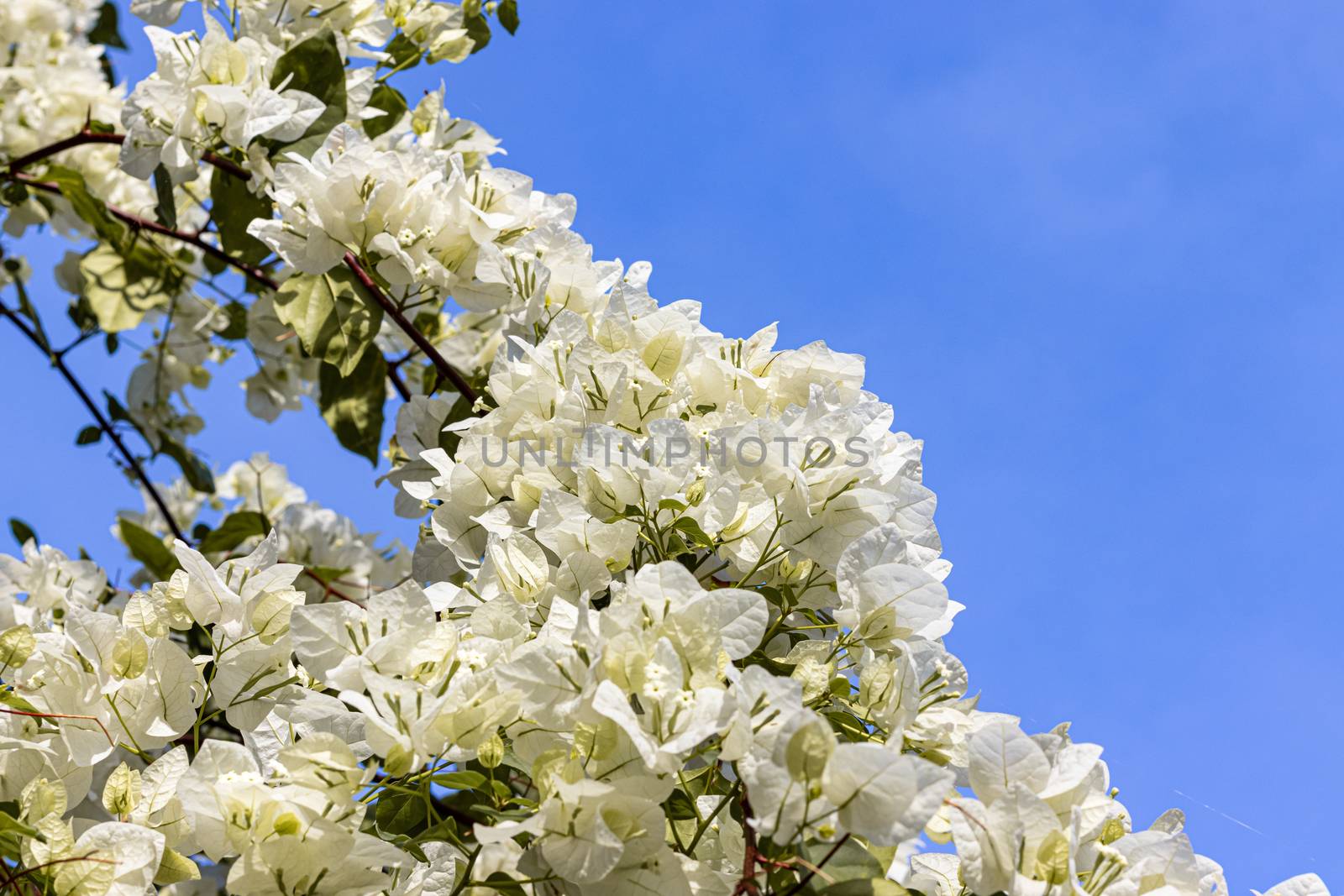 white bougainvillea blooming on clear blue sky background