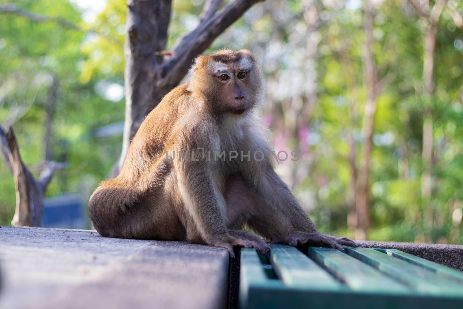 Macaque monkey living in the forest  at Rang hill public park and viewpoint in Phuket town