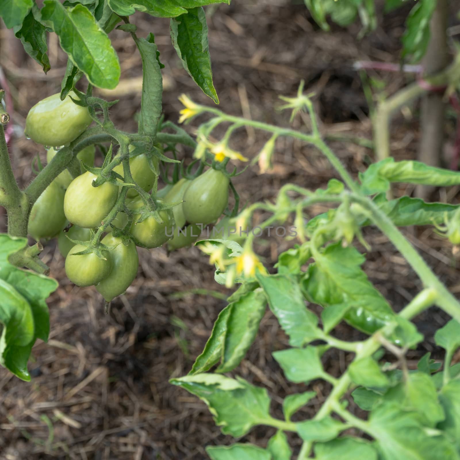 green tomatoes on a stalk by A_Karim
