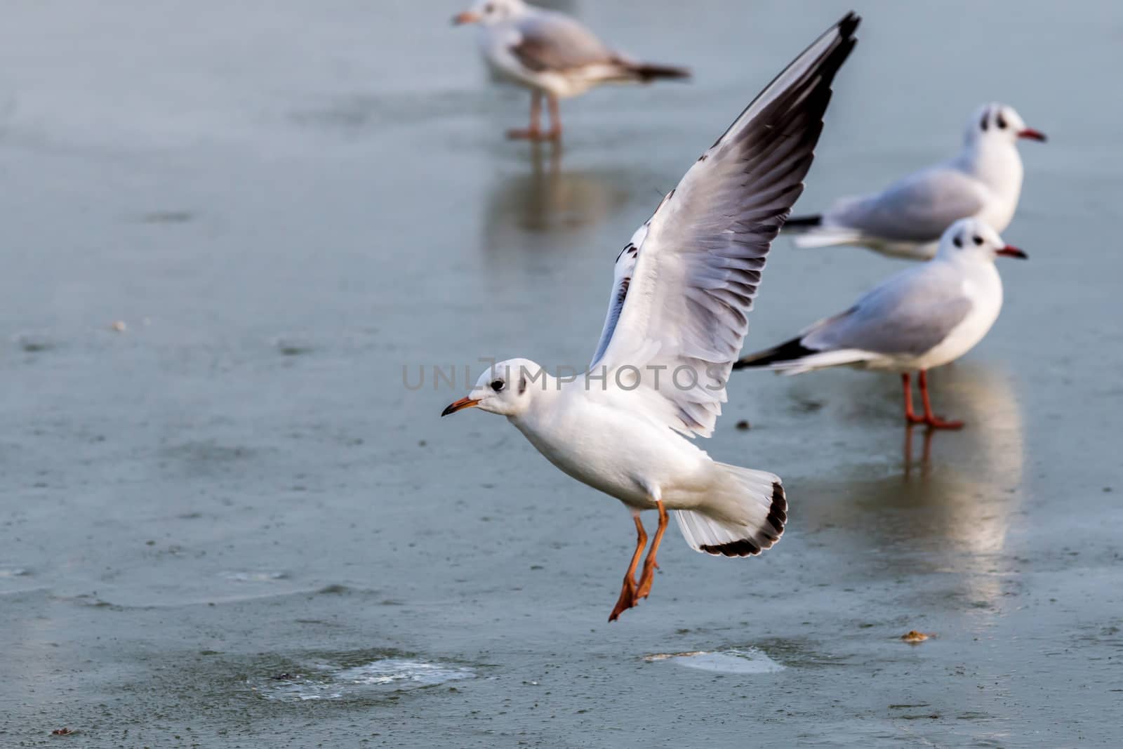 Seagulls on the ice in winter