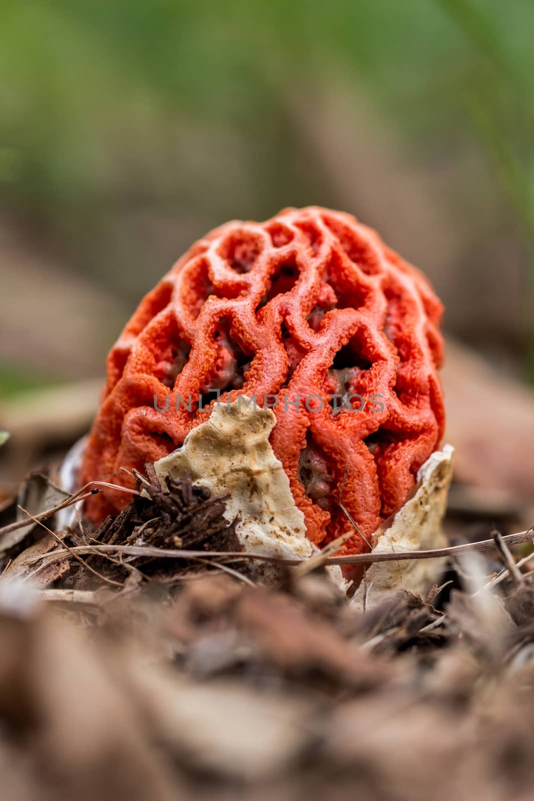 Very interesting species of fungi (Clathrus ruber) 