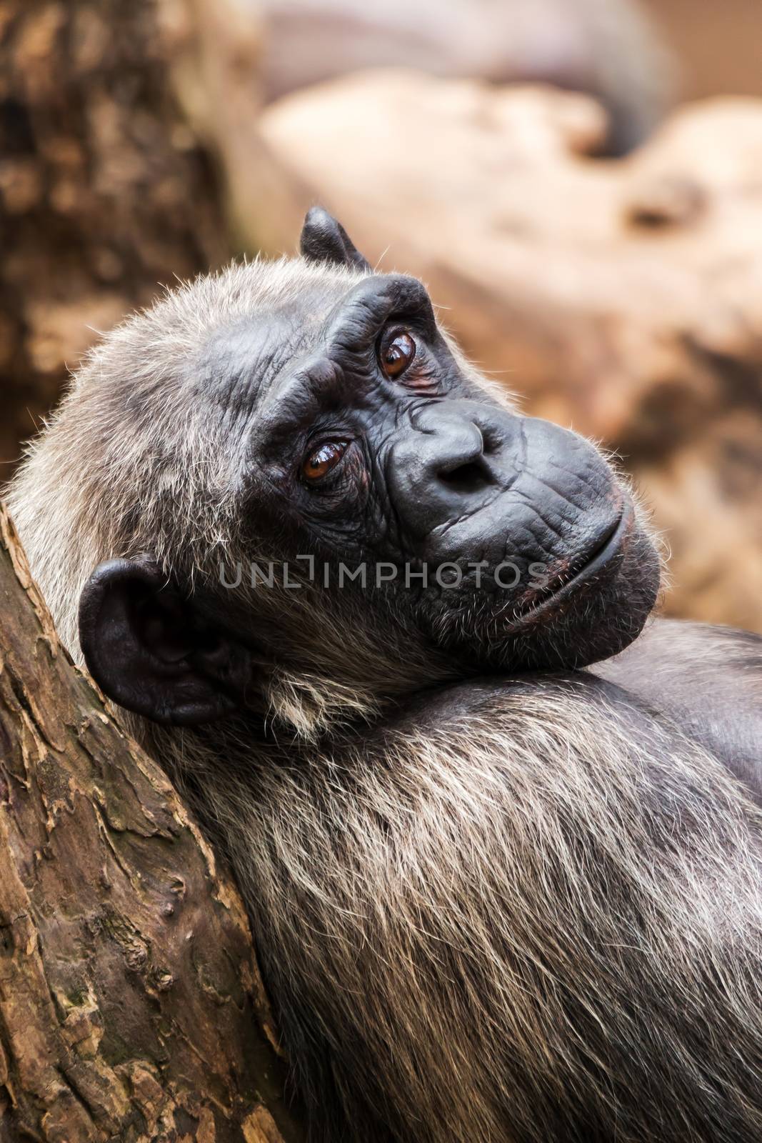 Old chimpanzee  by Digoarpi
