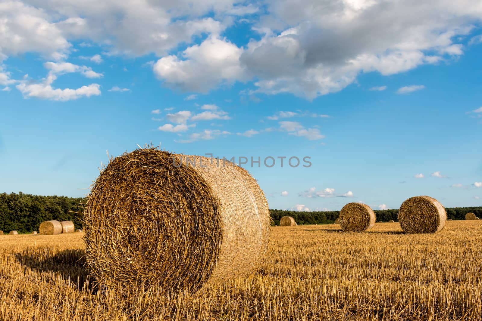 Straw bales in the light of sunset 