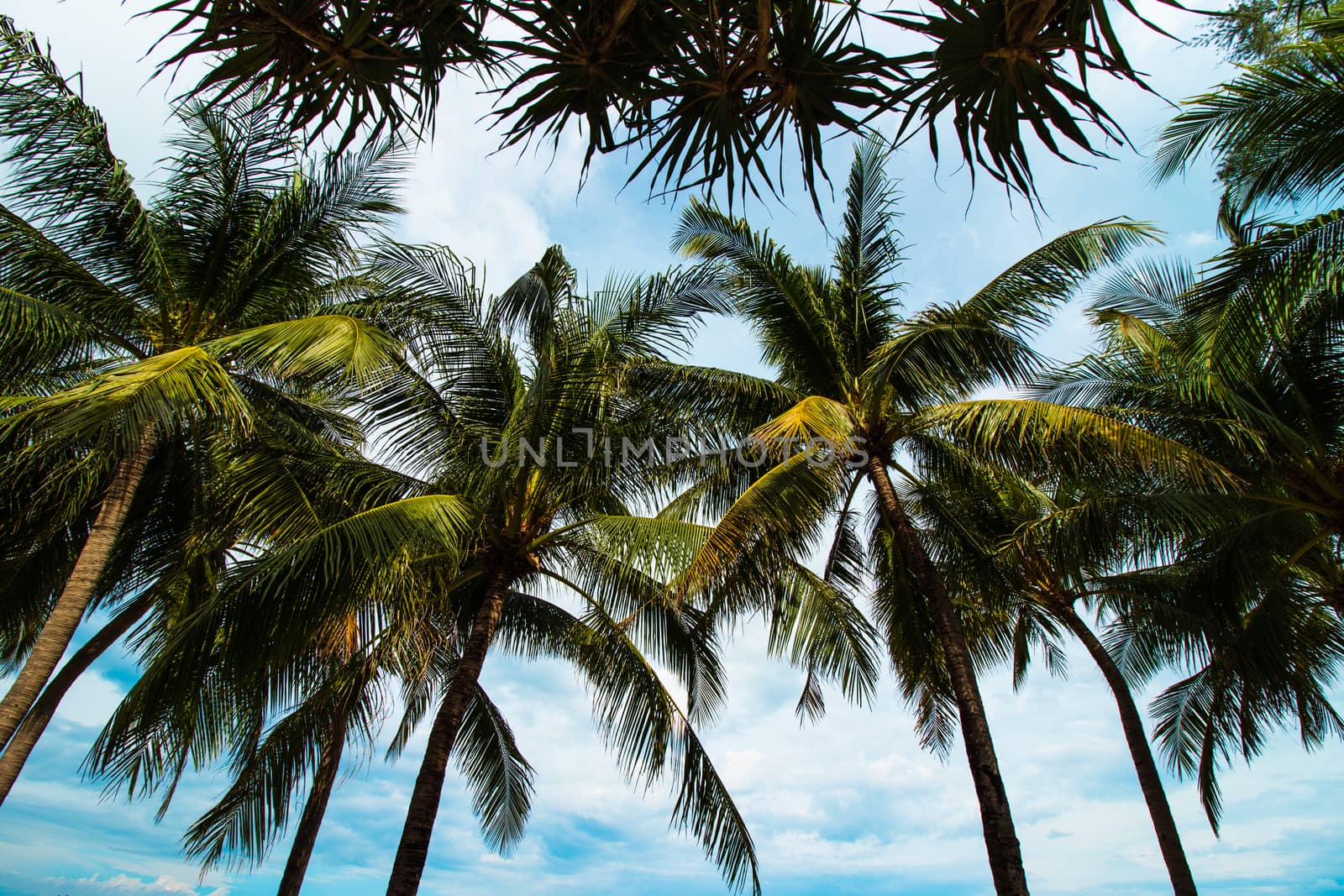 coconut palm trees looking up view at the beach on blue sky back by Khankeawsanan