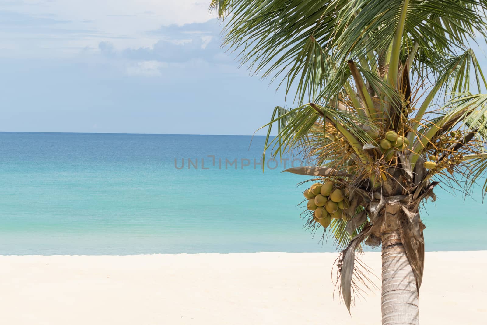 coconut palm tree on white sandy beach blue sea and cloudy sky