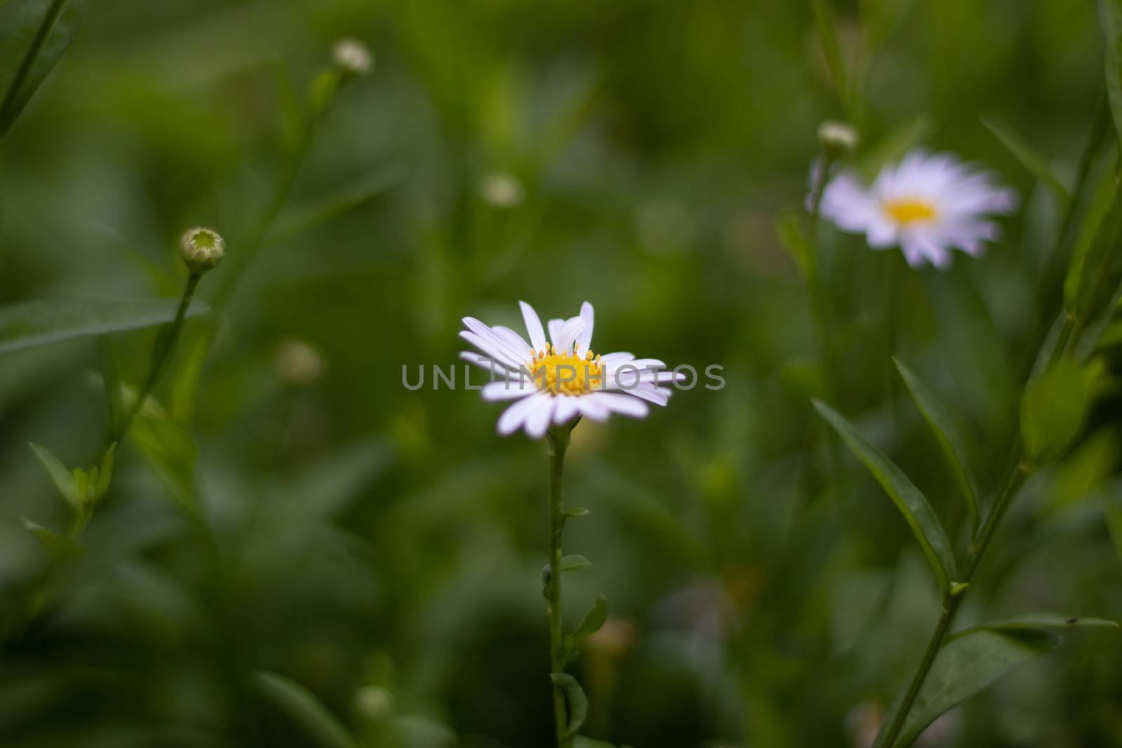 beautiful small flower blooming in the natural garden by Khankeawsanan