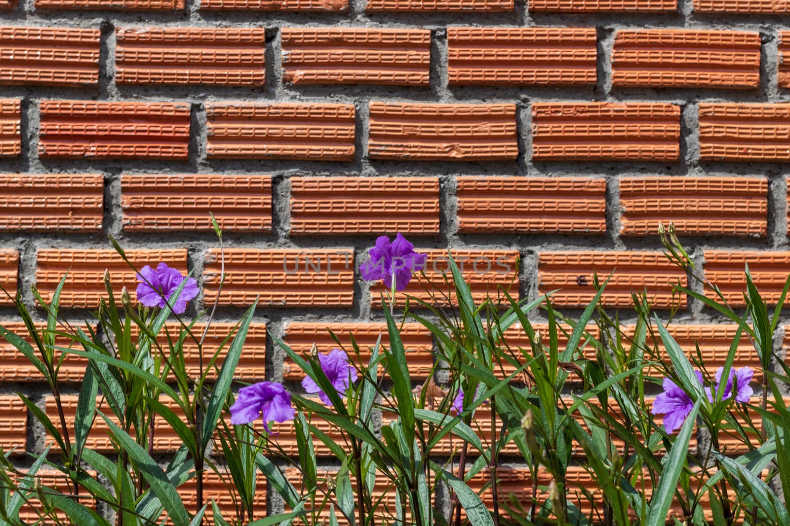 beautiful small purple flower blooming on brown brick wall backg by Khankeawsanan