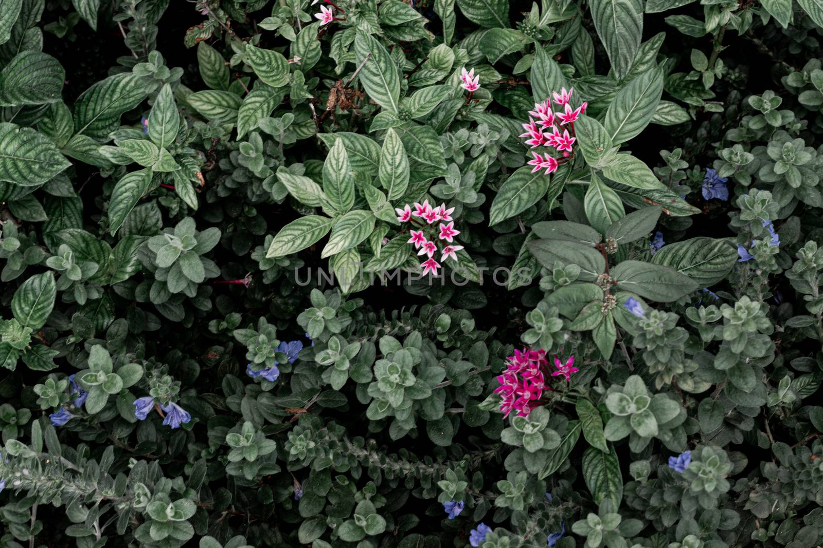 beautiful small flower blooming in the natural garden