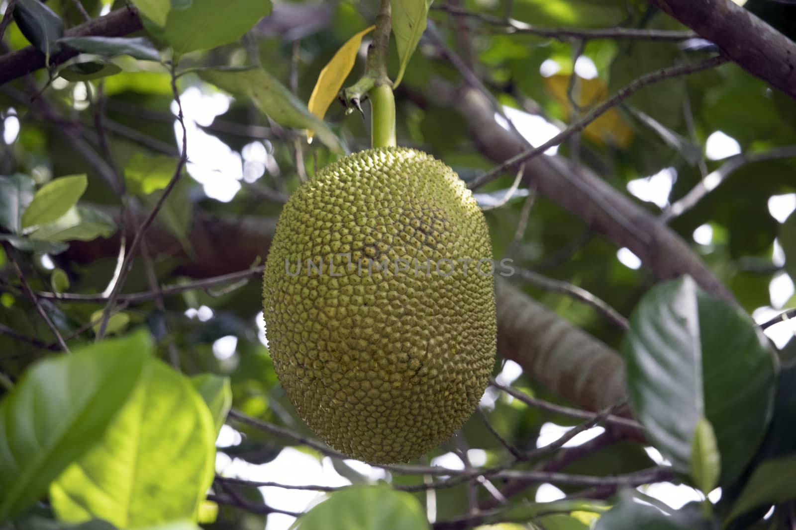 A single jackfruit on a branch and green leaves background by Khankeawsanan