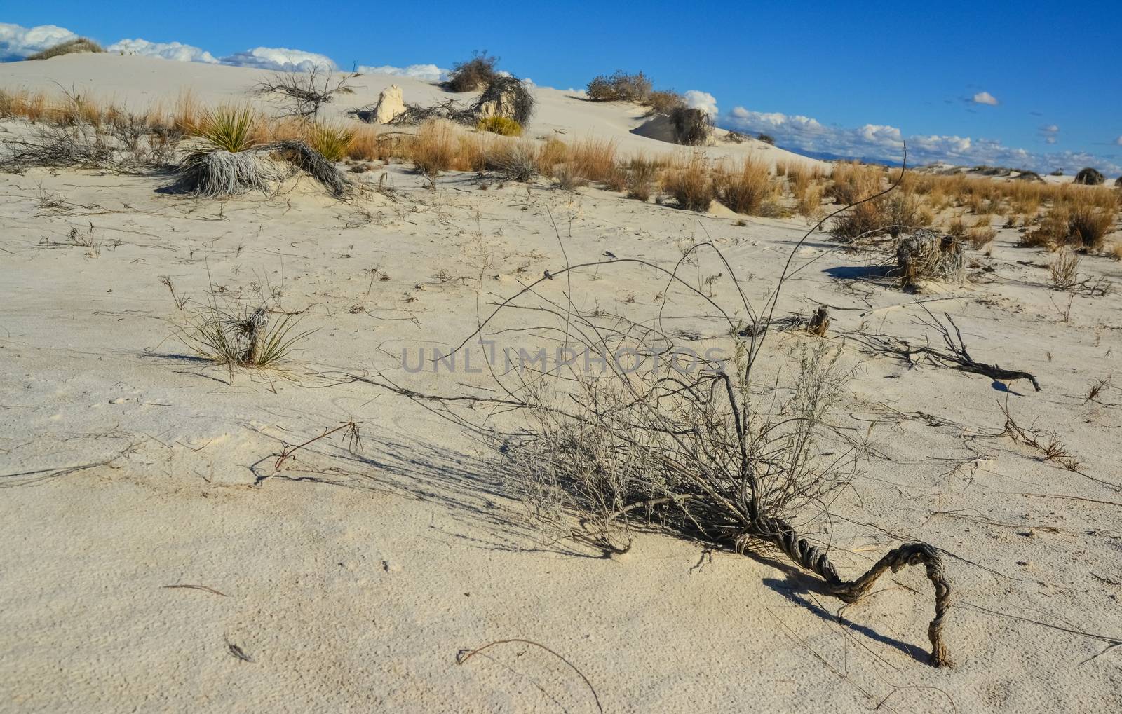 Dry Tree in White Sands. White Sands National Monument by Hydrobiolog