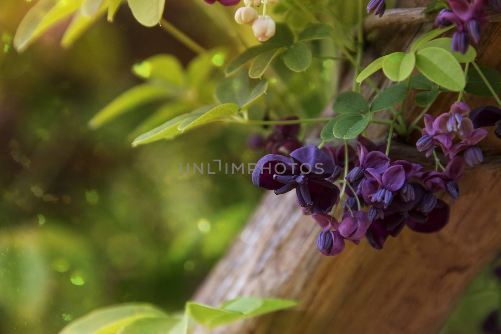 Blooms of the akebia quinata