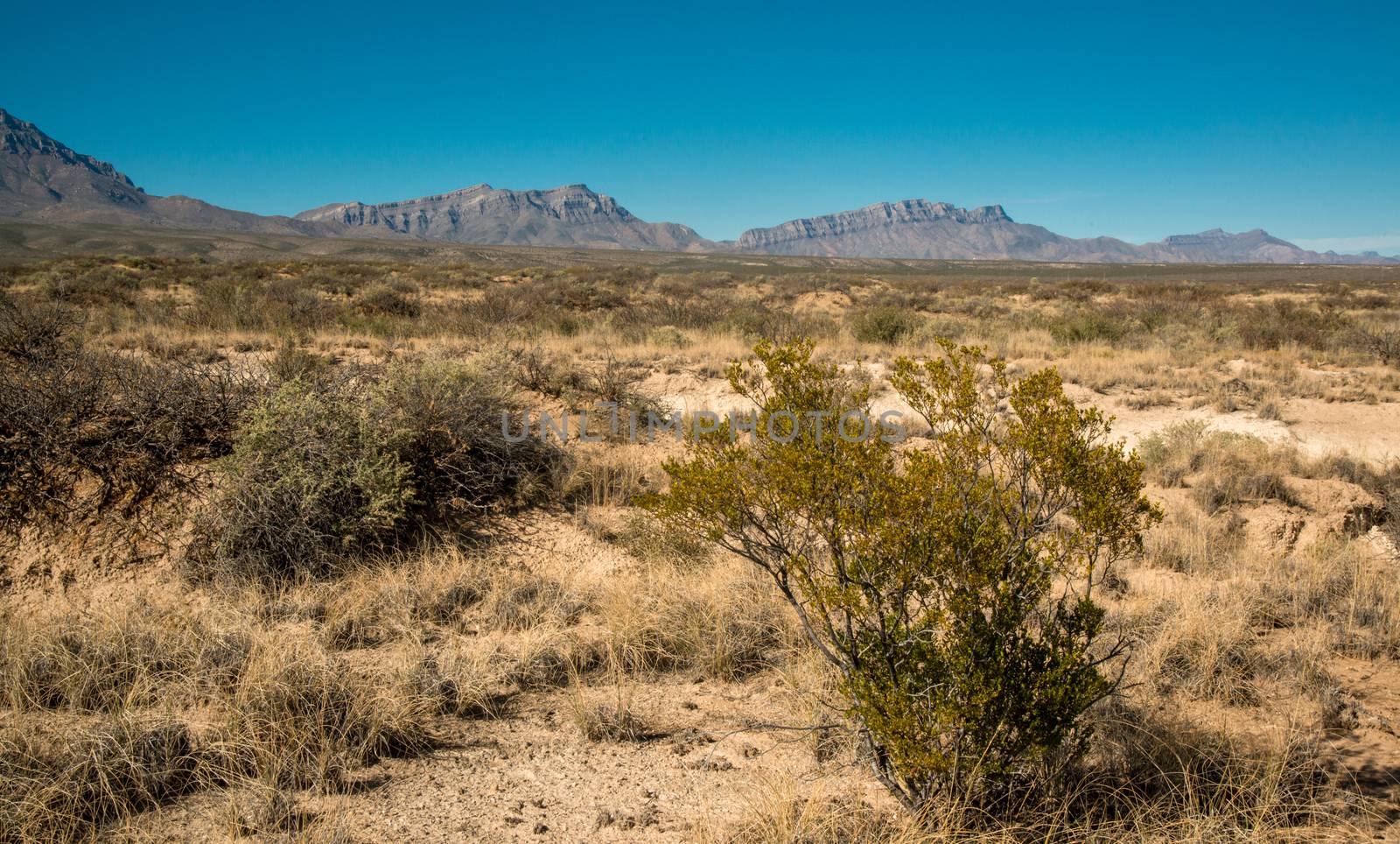 New Mexico desert landscape, high mountains in the background by Hydrobiolog