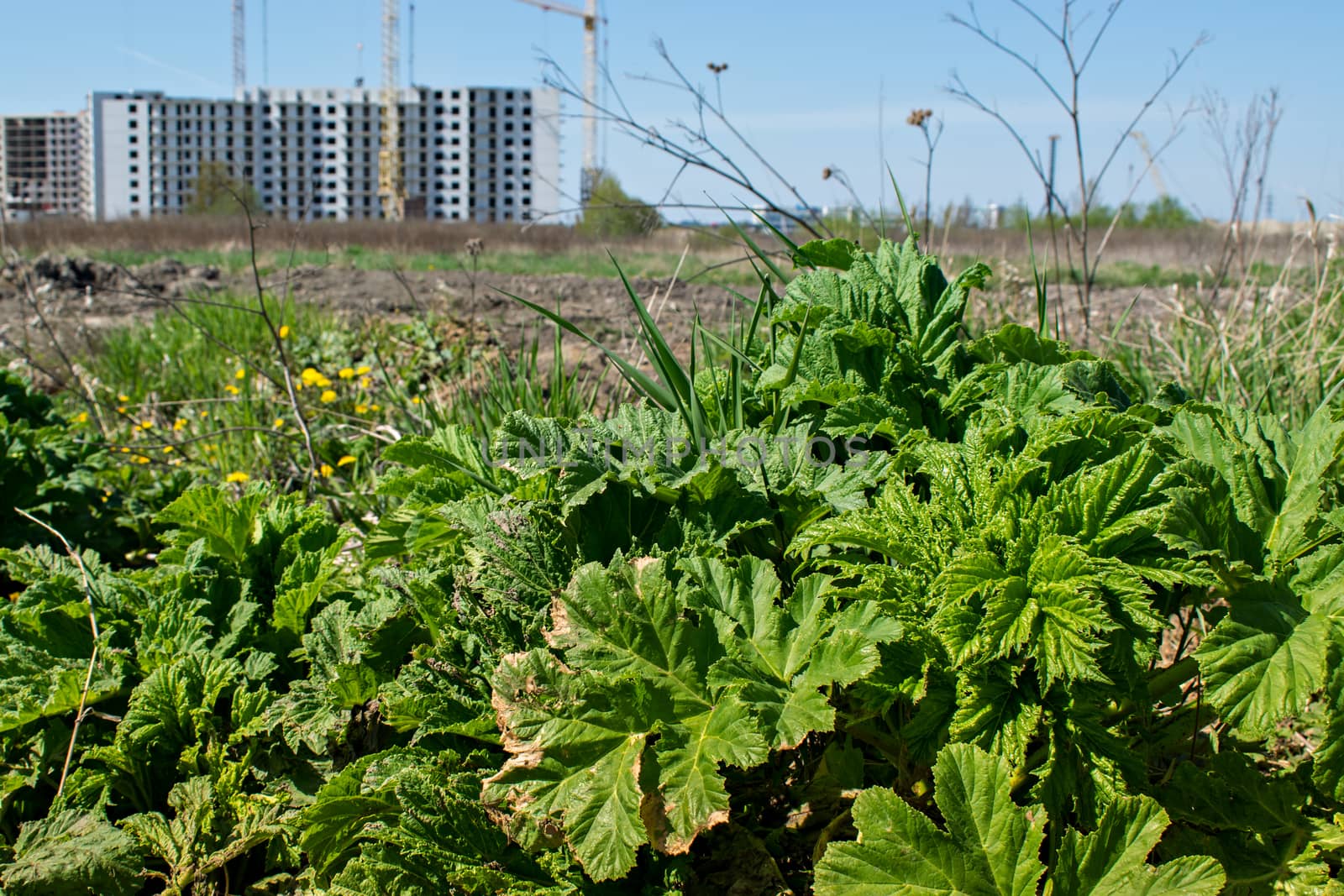 Agricultural dangerous weed hogweed closeup in spring sunny day on the field