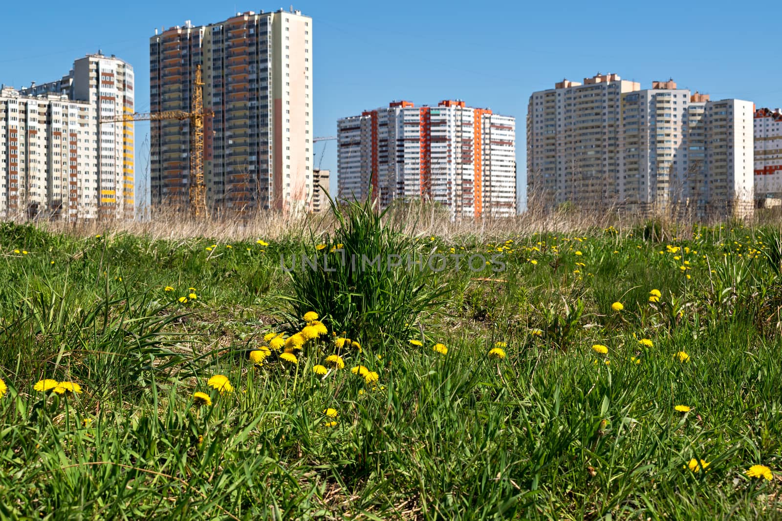 Field overgrown with green grass and dandelion flowers against the background of multi-storey residential buildings