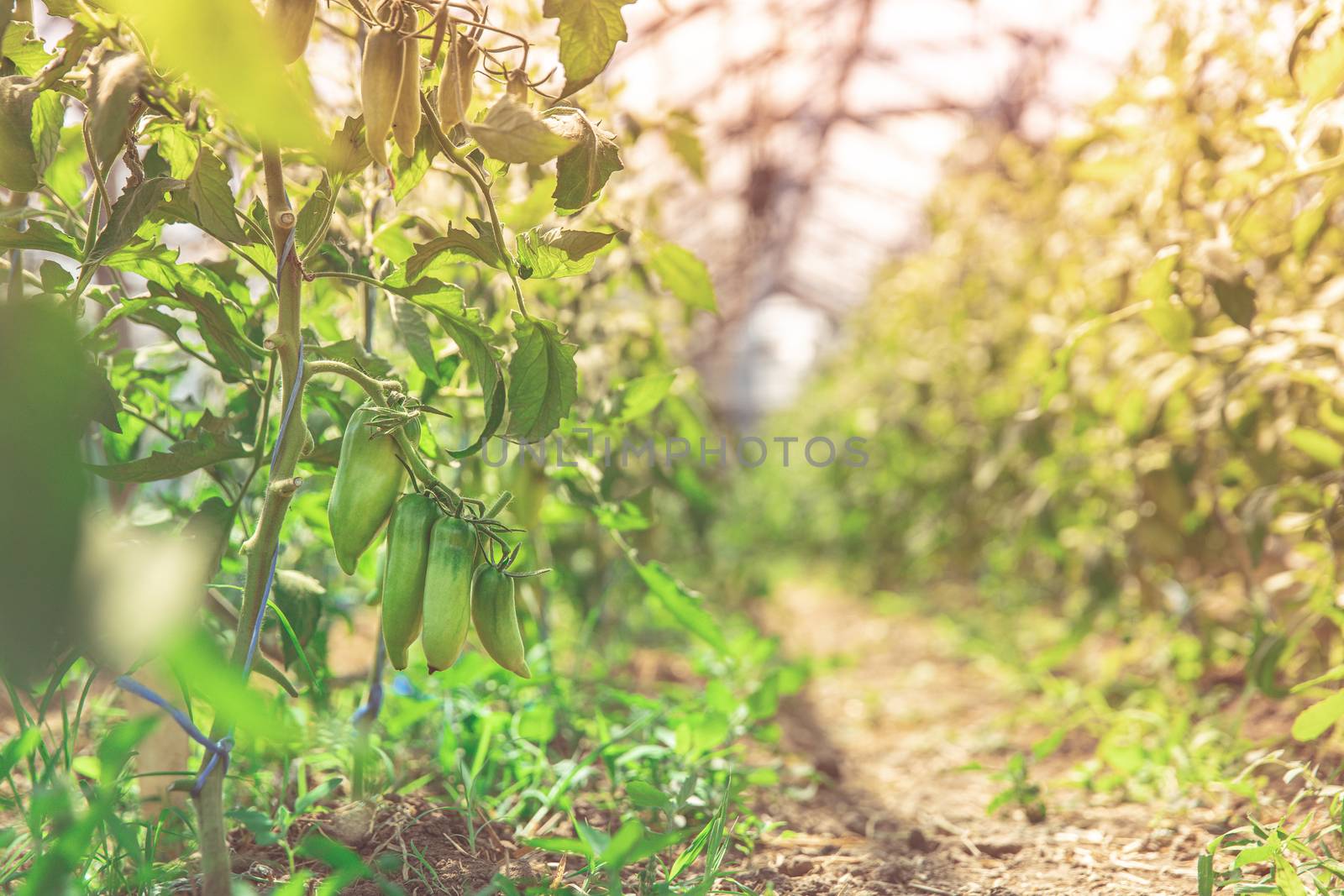 ripening green peppers in a greenhouse. organic vegetables without chemicals and pesticides by Edophoto