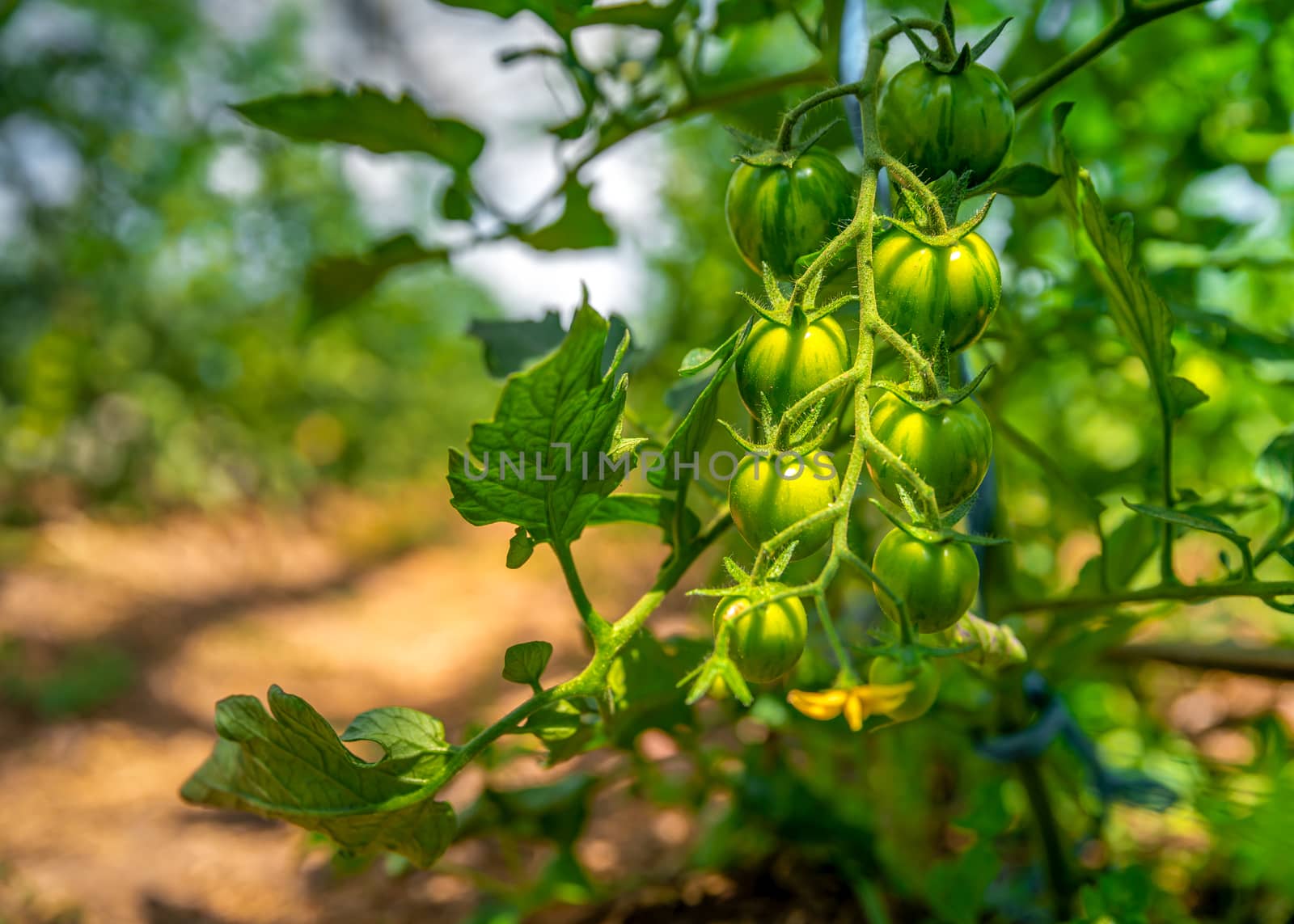 ripening green tomatoes in a greenhouse on an organic farm. healthy vegetables full of vitamins by Edophoto