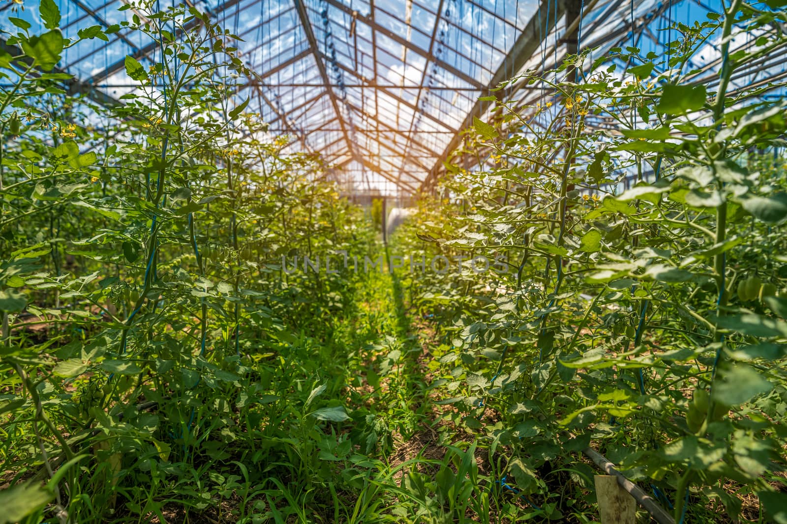 greenhouse on the farm for growing organic vegetables by Edophoto