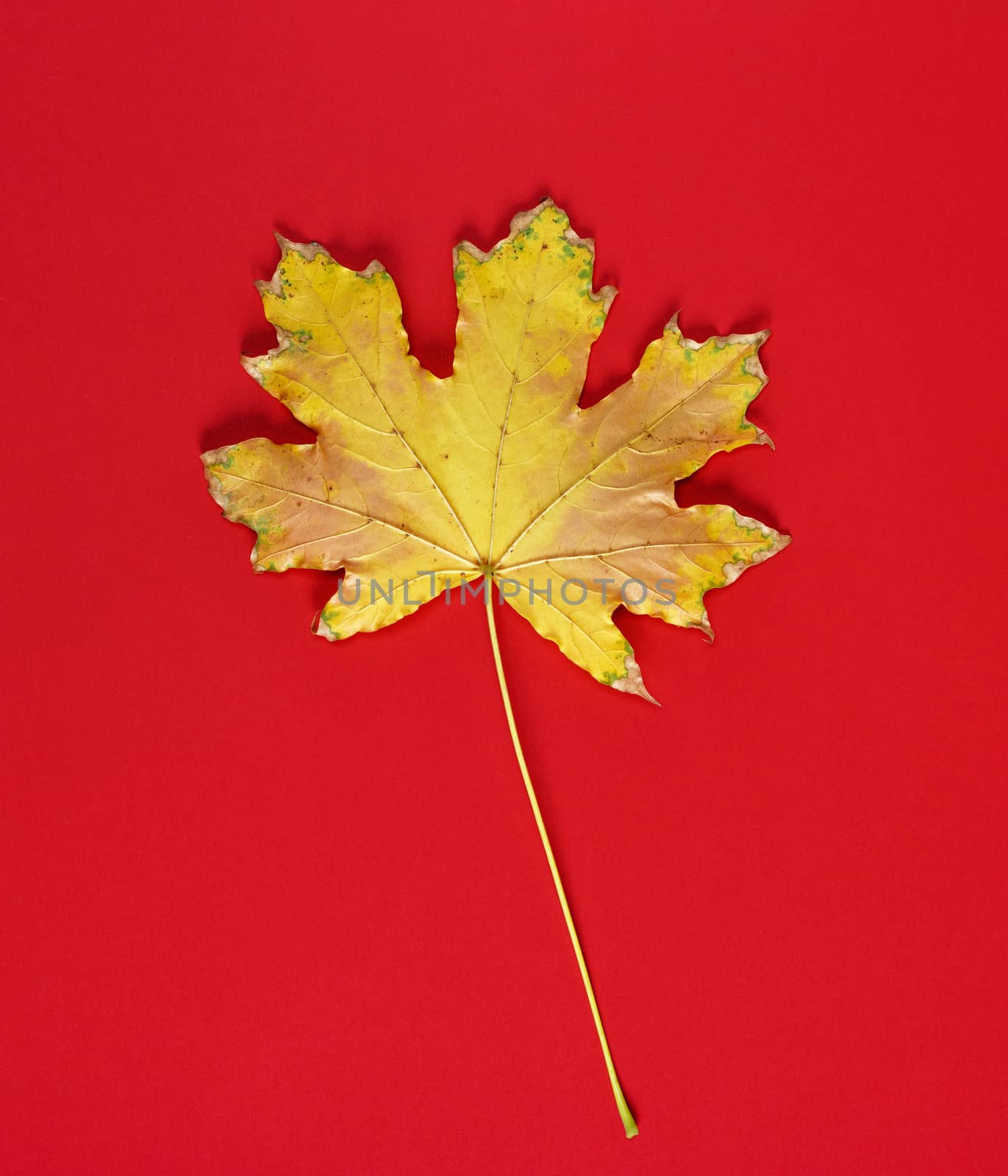 one yellow dry leaf of a maple on a red background by ndanko