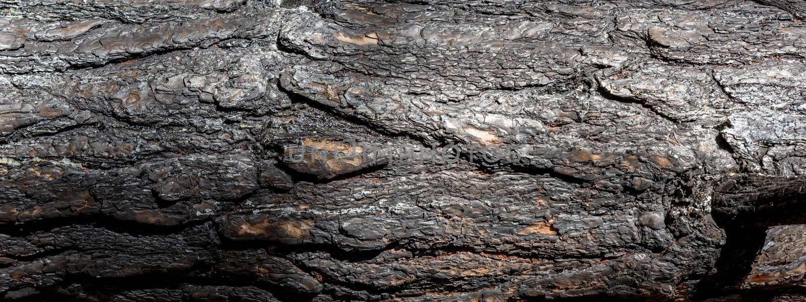 fragment of burnt pine trunk, banner, close up