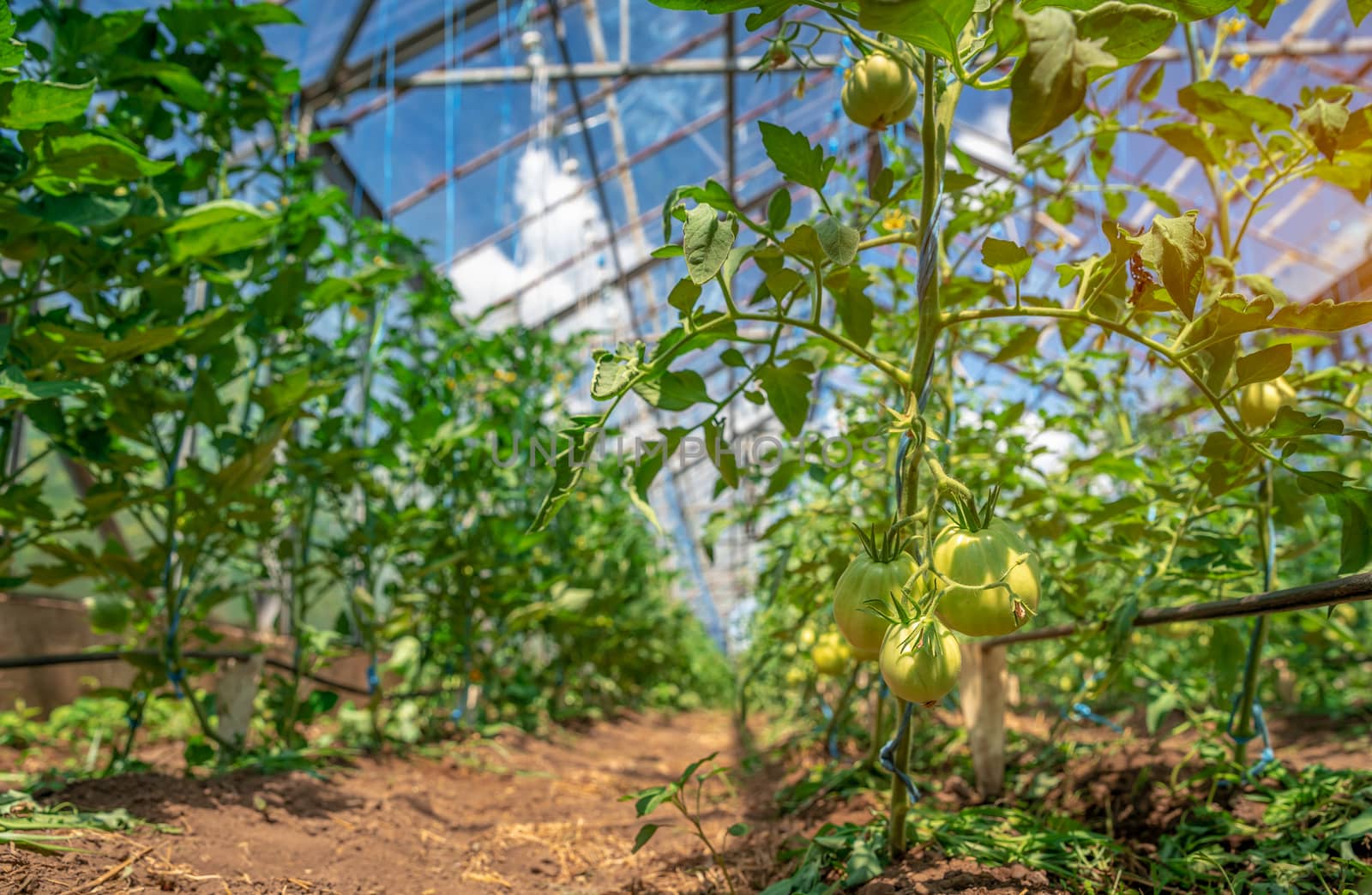 green tomatoes in a greenhouse ripen in the sun on the farm by Edophoto