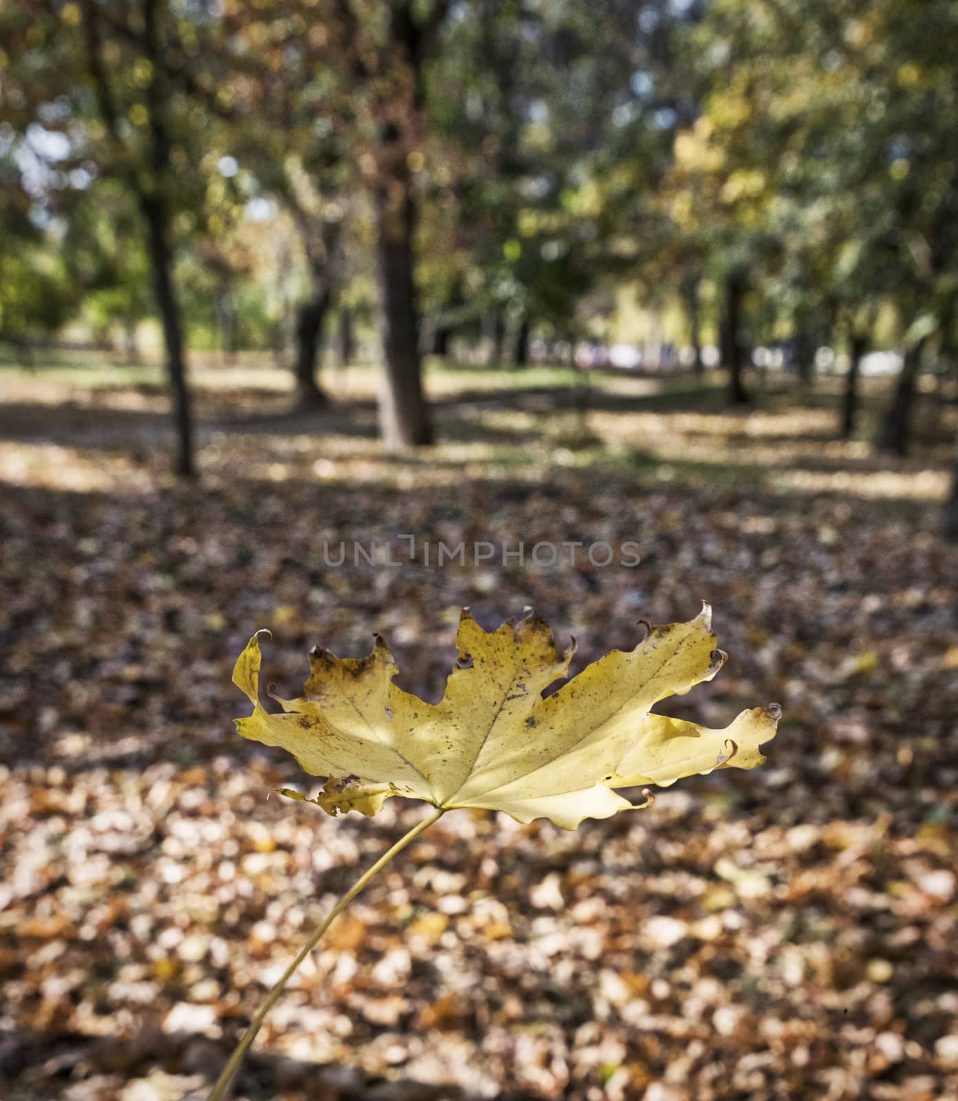  yellow maple leaf, close up by ndanko