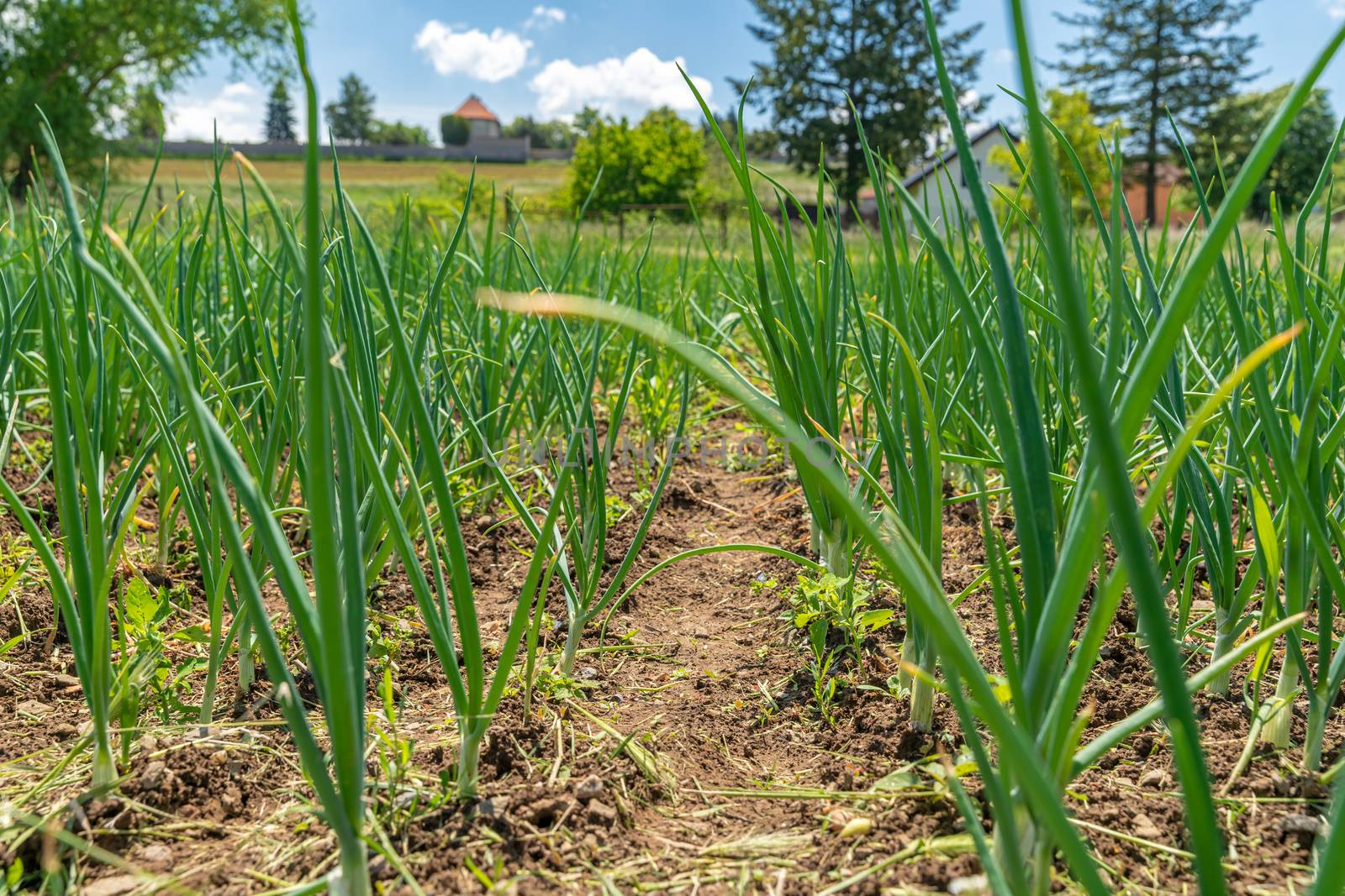 growing organic onions on a pesticide-free farm by Edophoto