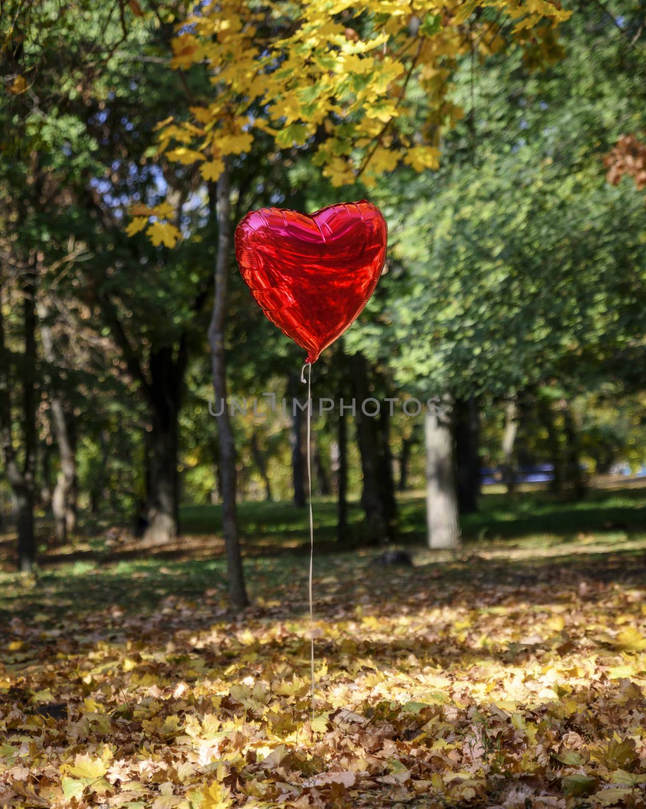 red balloon flies in the autumn park against the background of fallen yellow foliage and trees