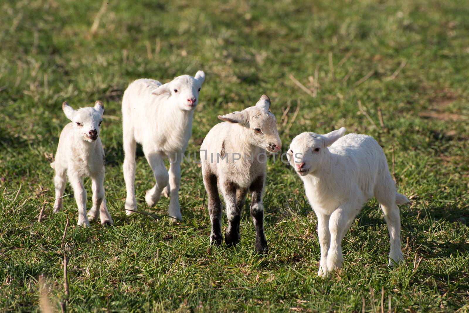 Ewes and lambs in a grassy field.