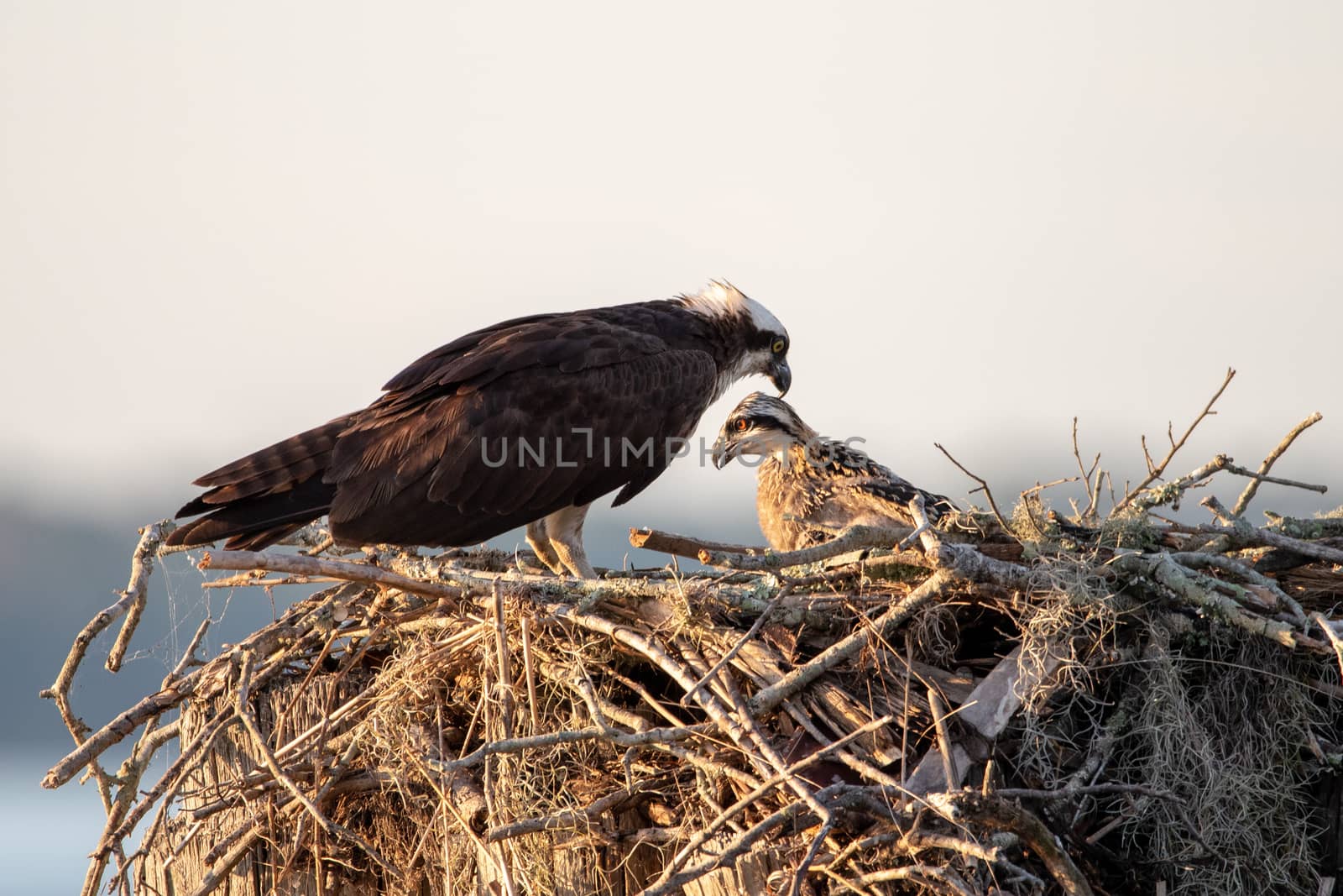 A mother osprey and her chick in the nest.