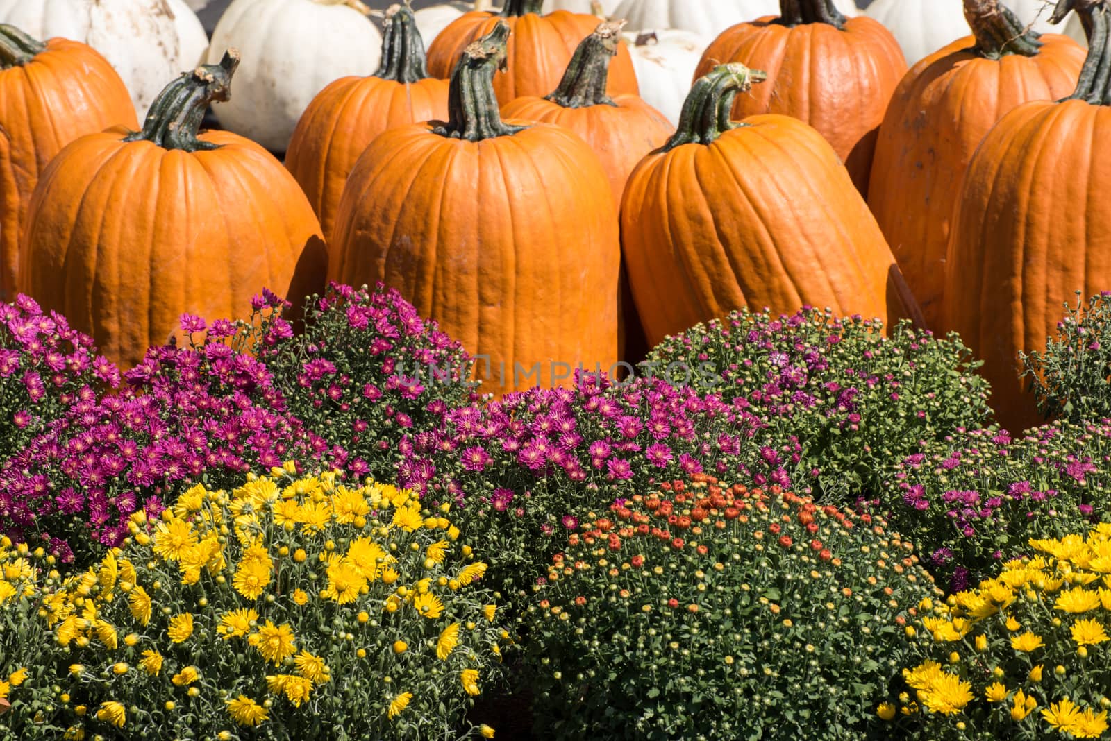 Orange and white pumpkins with fall chrysanthemums. 
