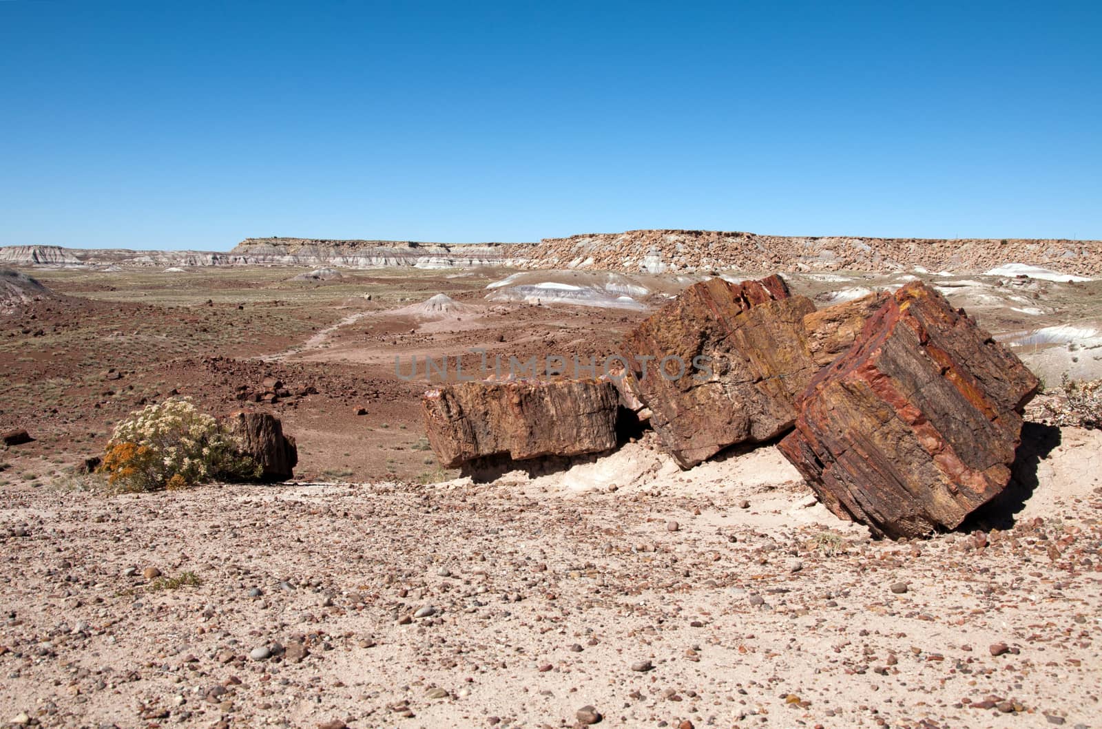 Petrified logs in the painted desert.