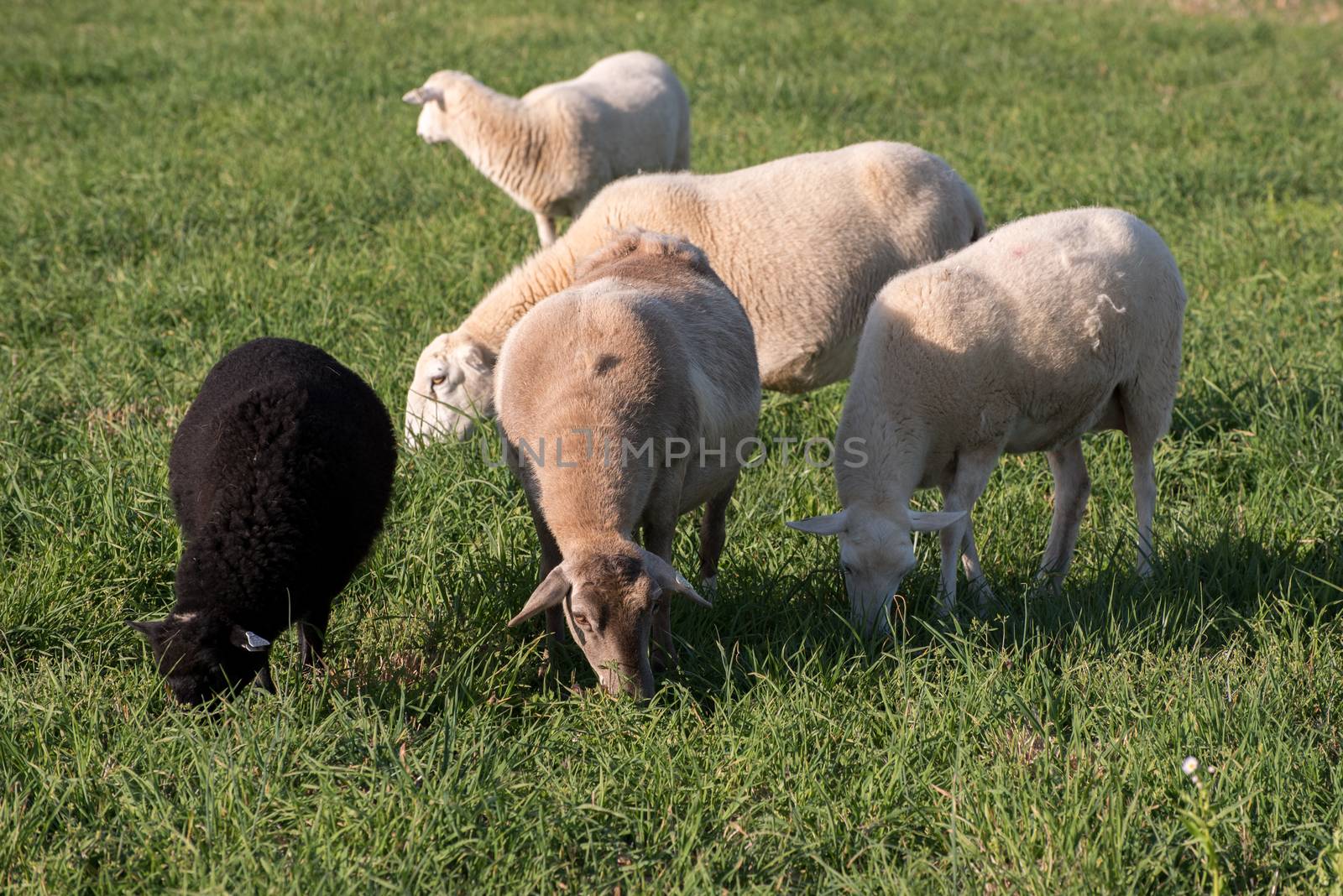 Ewes and lambs in a grassy field.