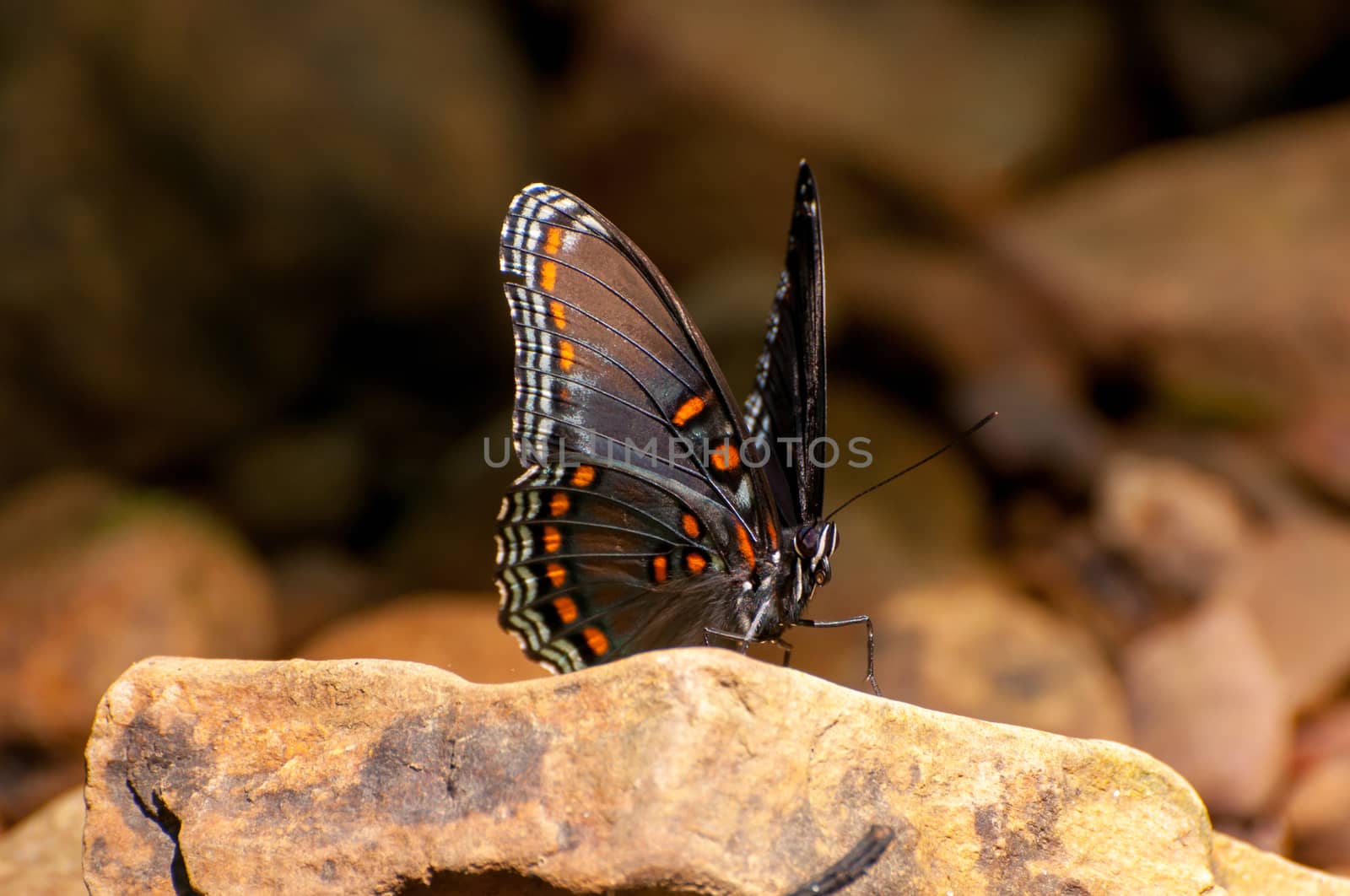 A red spotted purple butterfly on a rock.