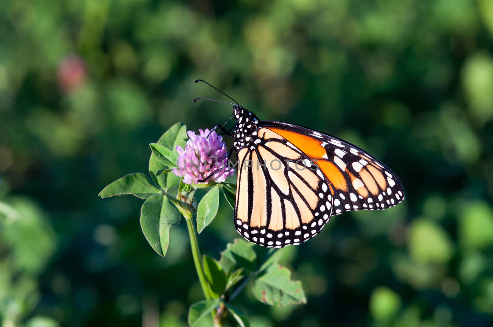 A monarch butterfly feeding on red clover in late summer.