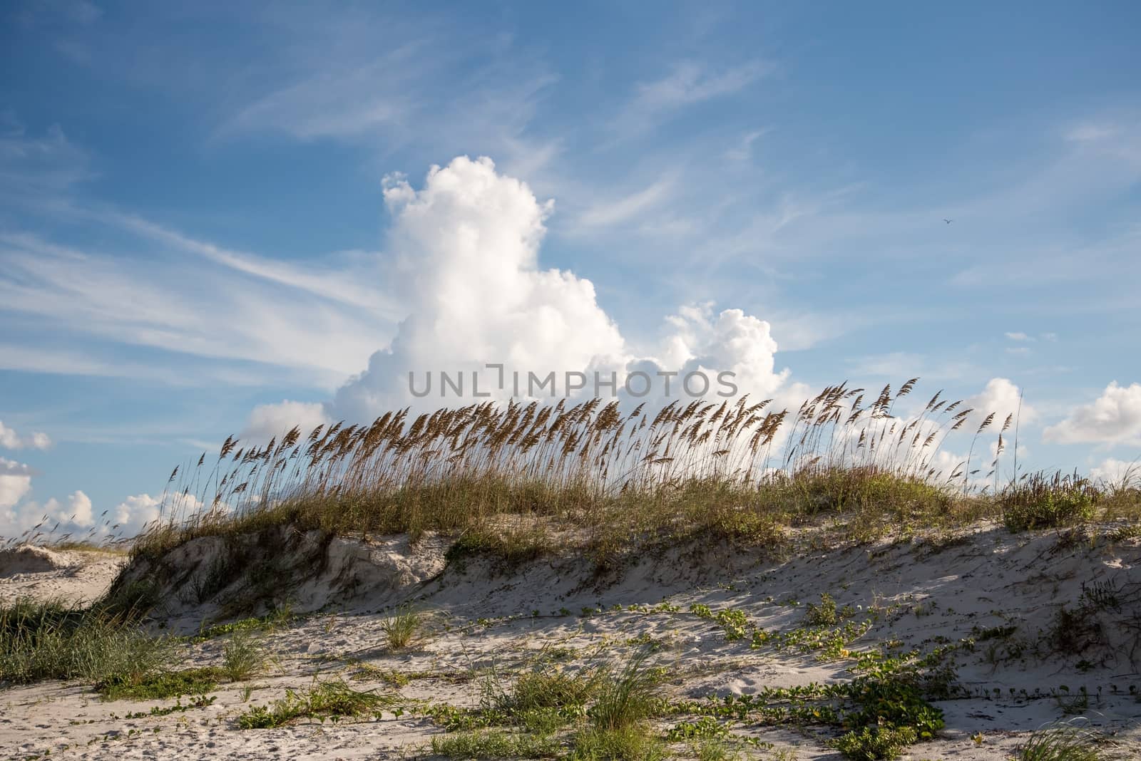 Clouds and sea oats on the beach