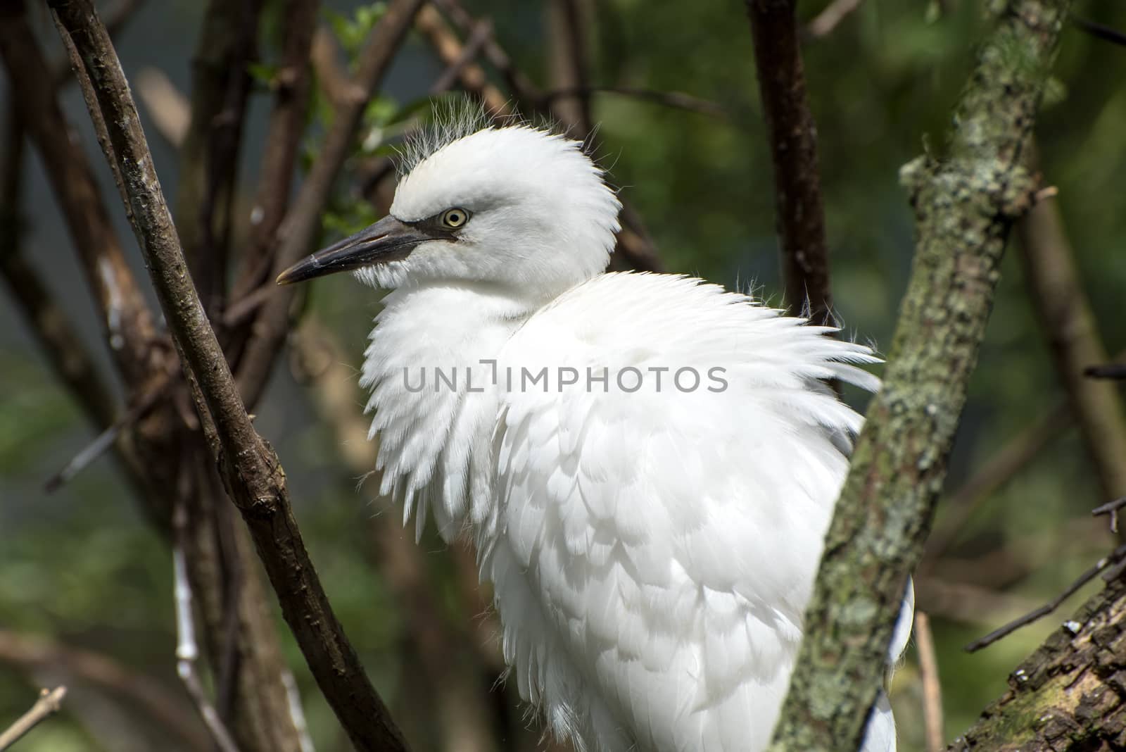 young snowy egret