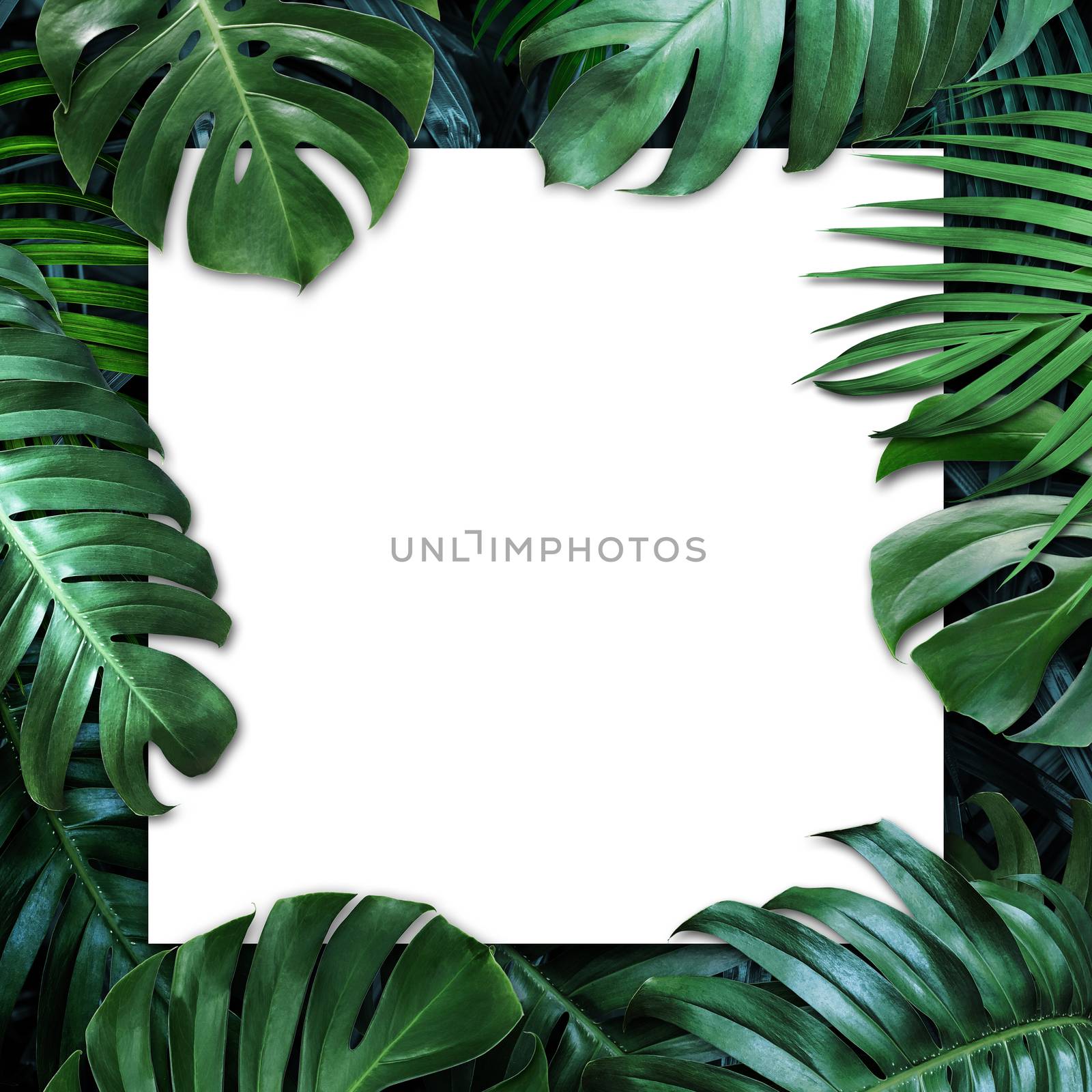 Tropical leaves and blank white paper background by Myimagine