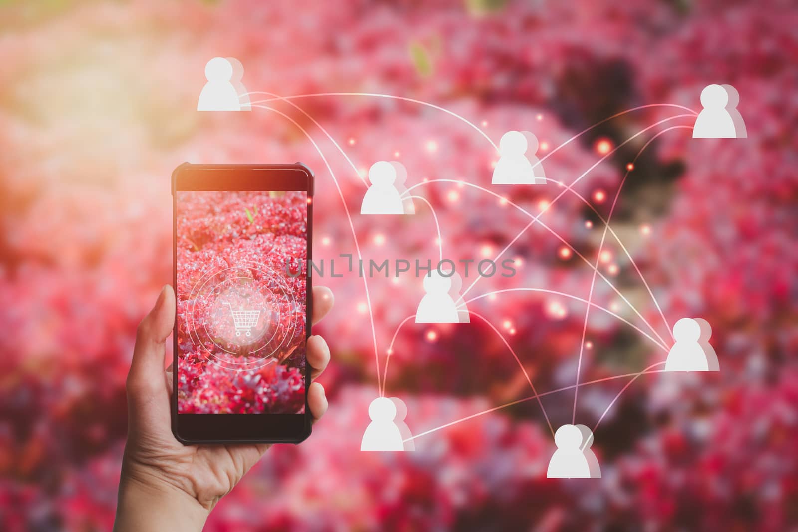 Hand holding smartphone and red oak lettuce on a screen with a white shopping cart icon and network connection on a red background. Smart farmer sell vegetable online concept 