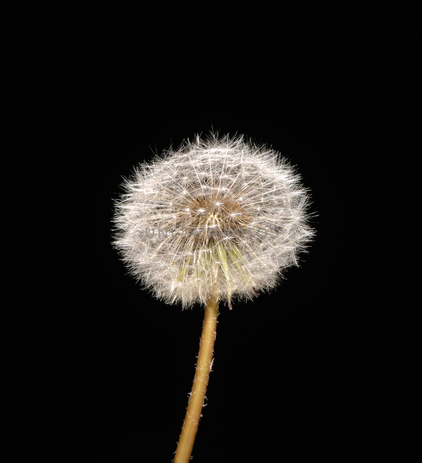 fluffy dandelion on black background, isolated