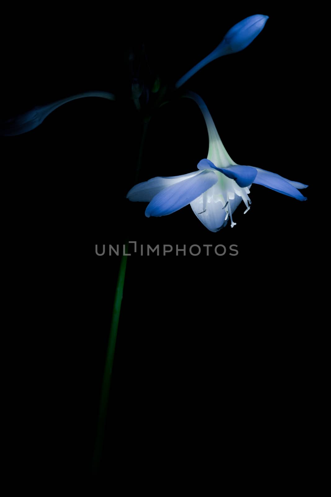 one flower cornflower close-up on a black background