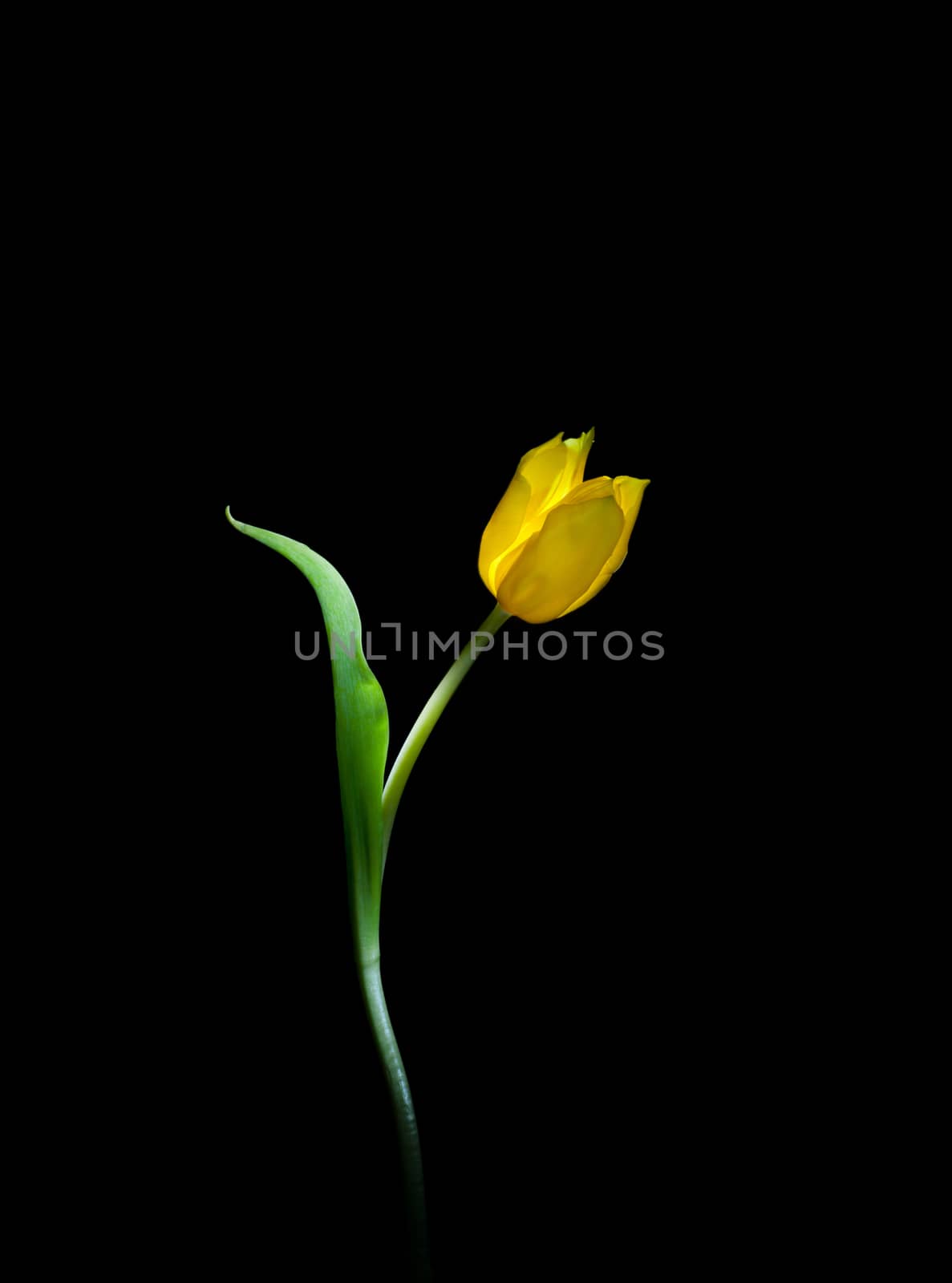 single yellow tulip flower closeup on black background