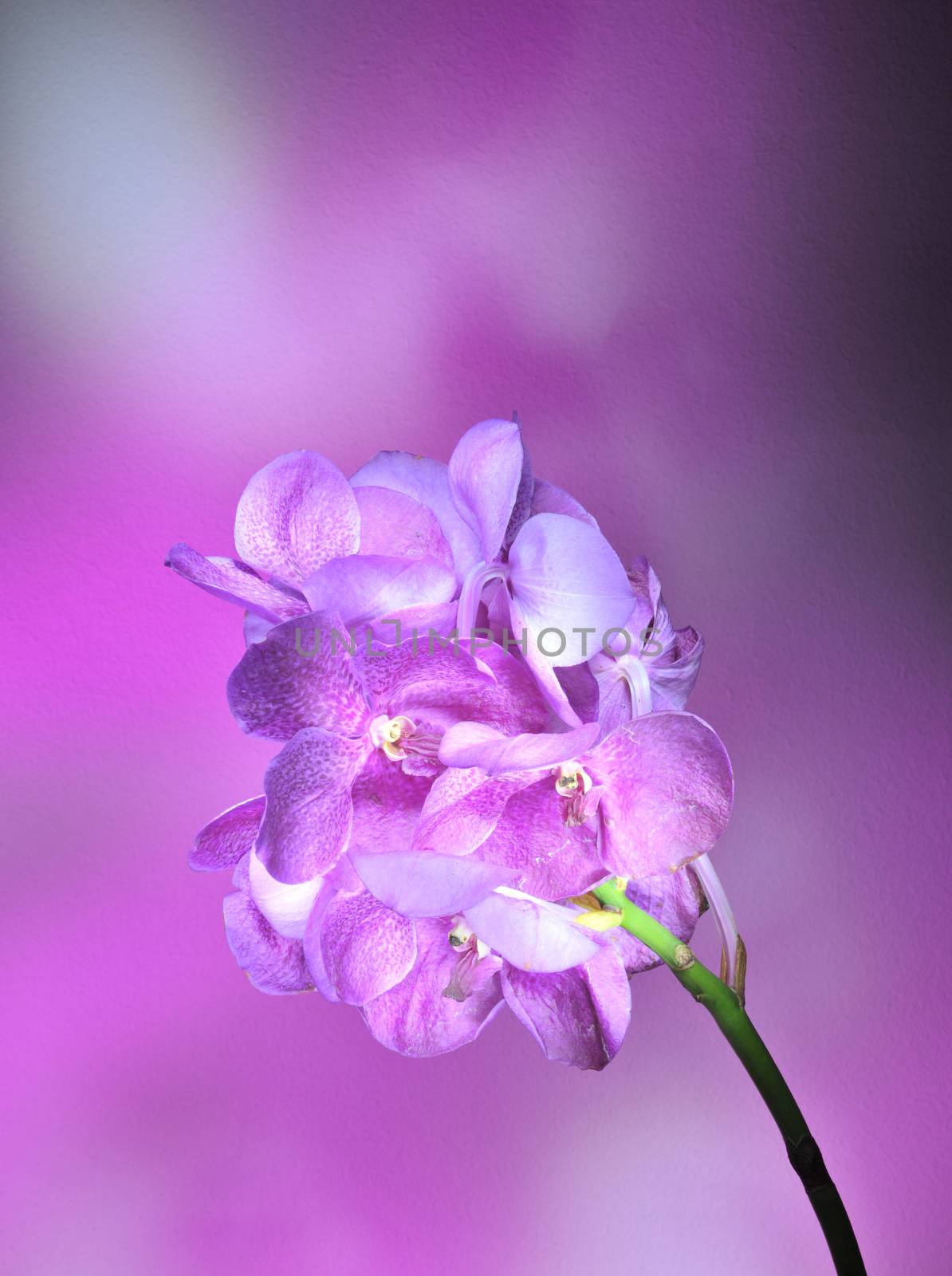 flower on a dark background by A_Karim