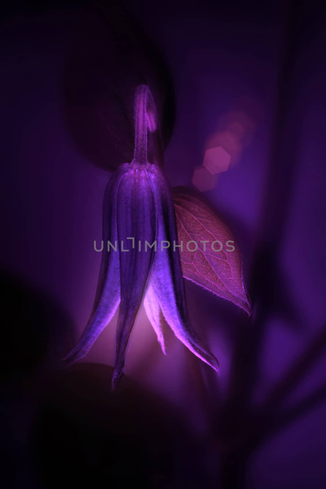 one purple flower close-up on a dark background
