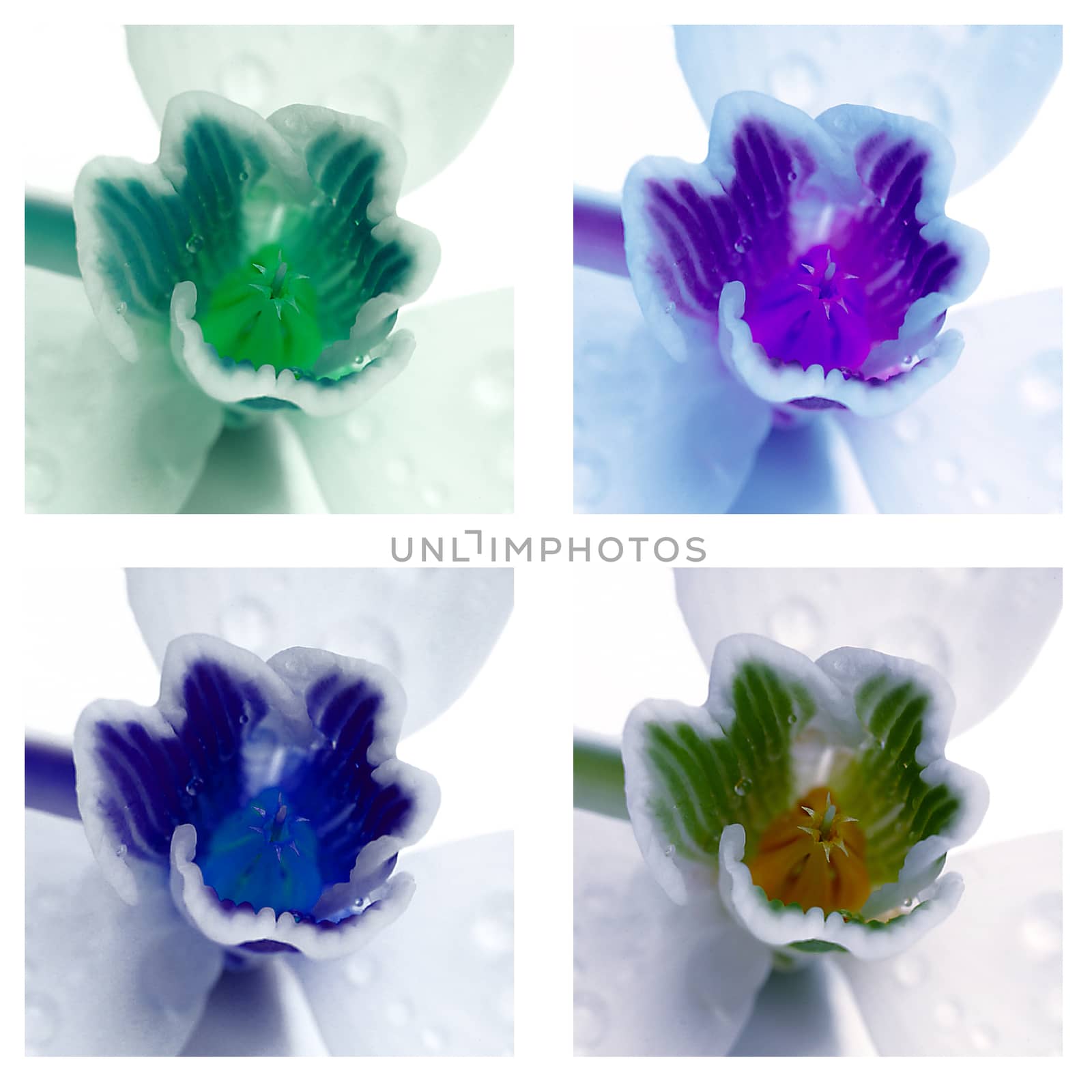 colorful collage of snowdrop flowers, close-up